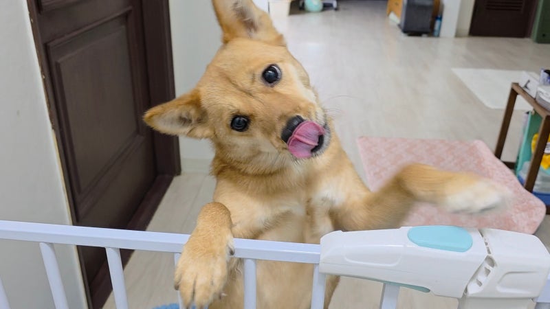 휘영이 입양 1년 후기