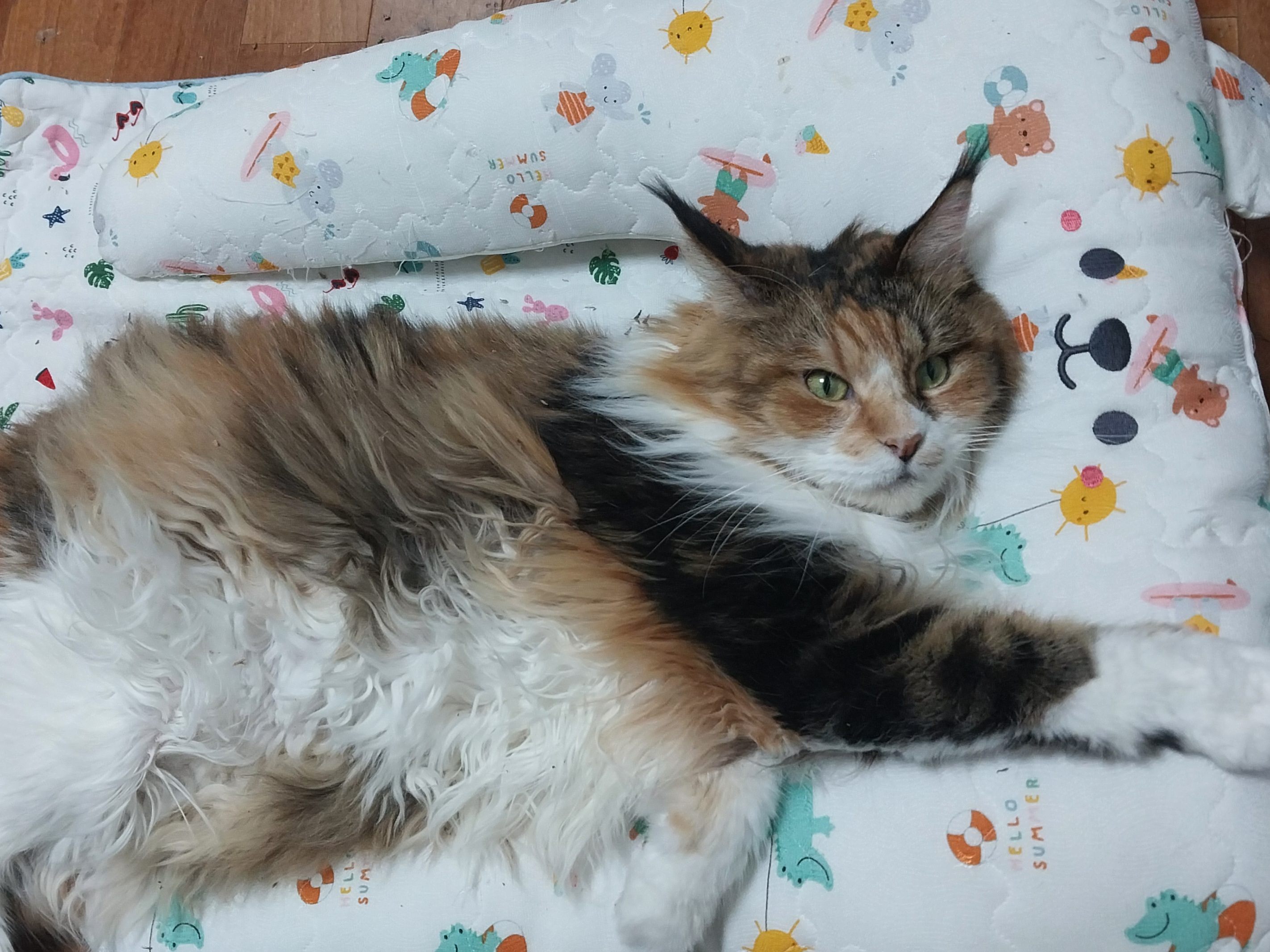 웨이 2년차 입양 후기