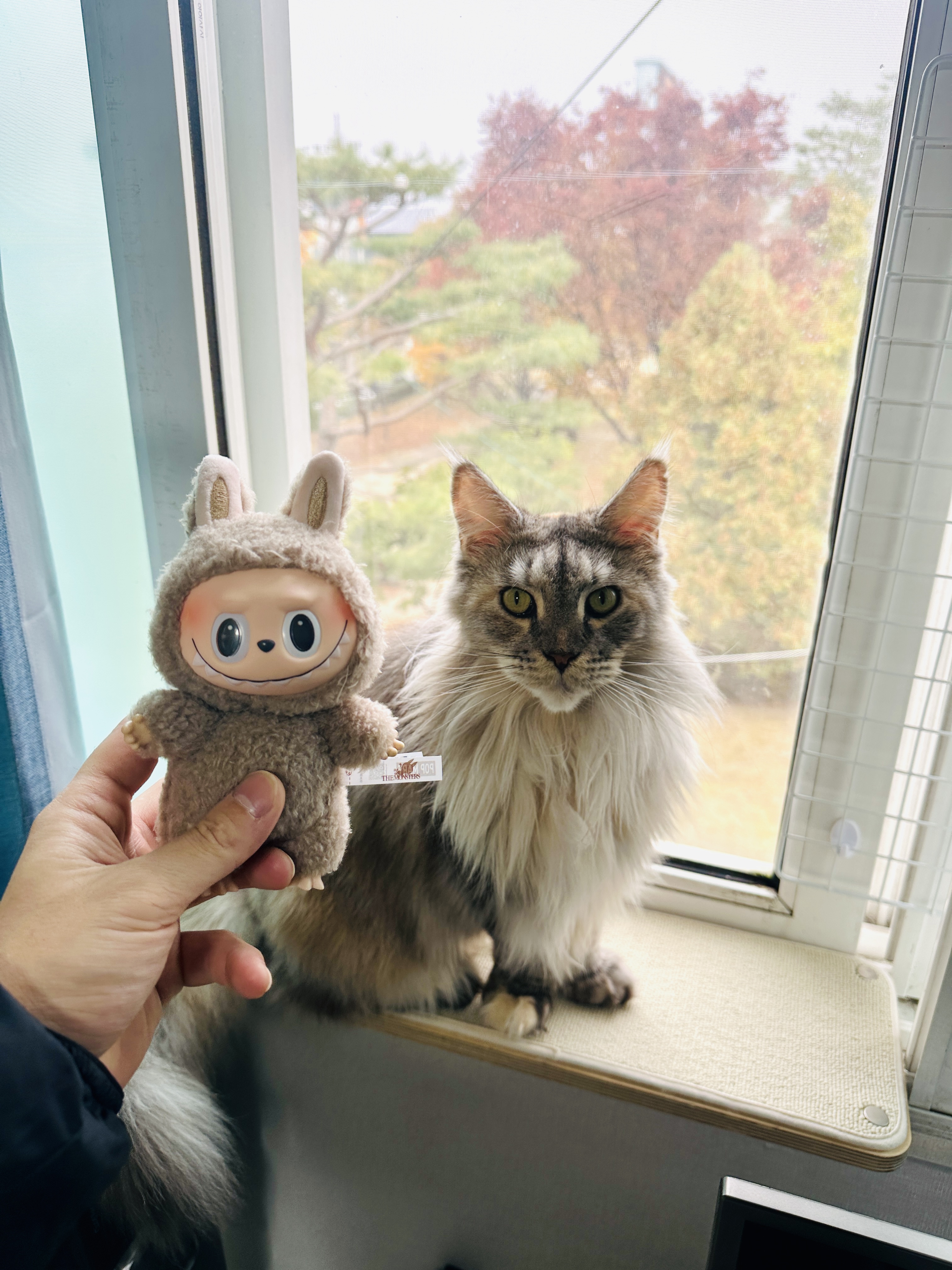 입양 3개월 백호야(이쿤이) 소식입니디