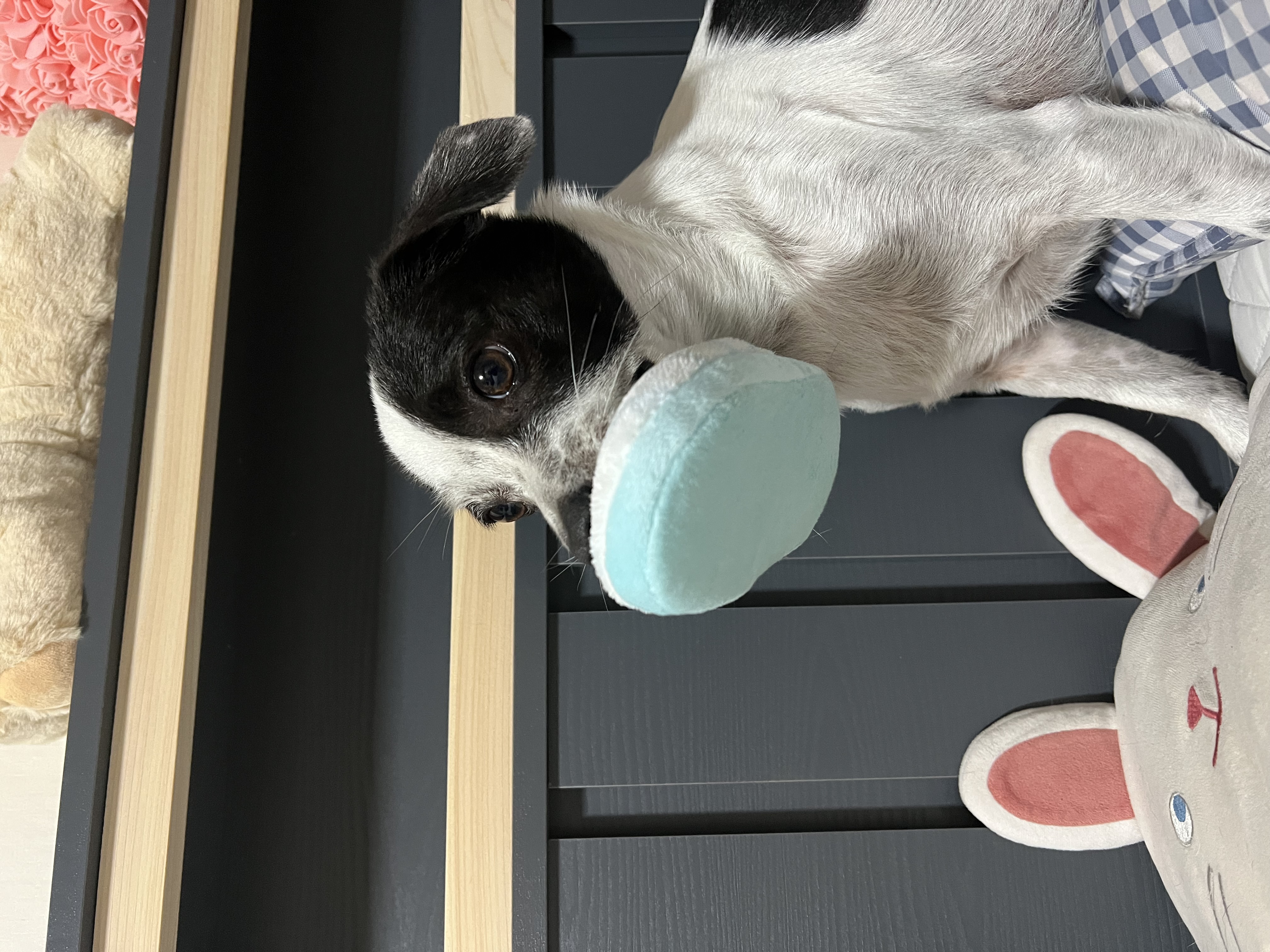 아키(구 하얀이)와 가족이 된지 4년이 됐어요