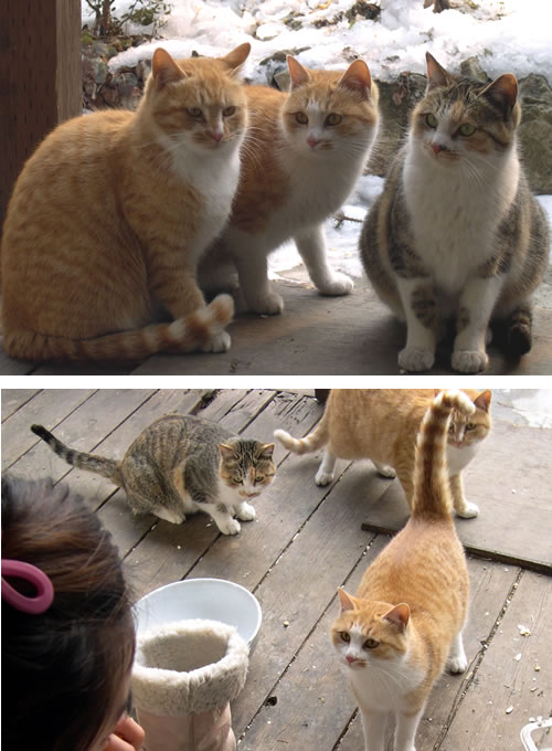 길고양이 중성화