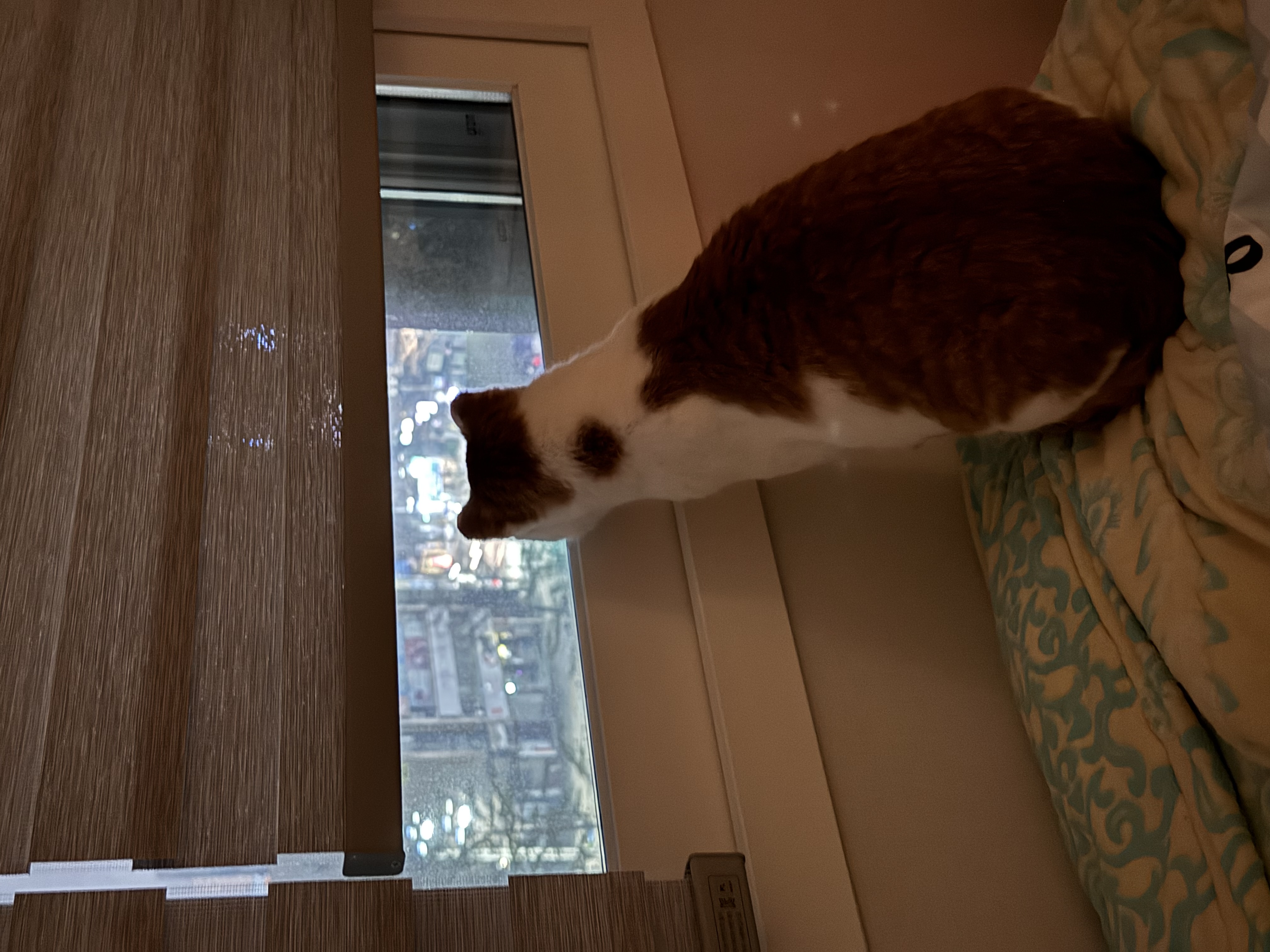 온샘이 입양 후기!