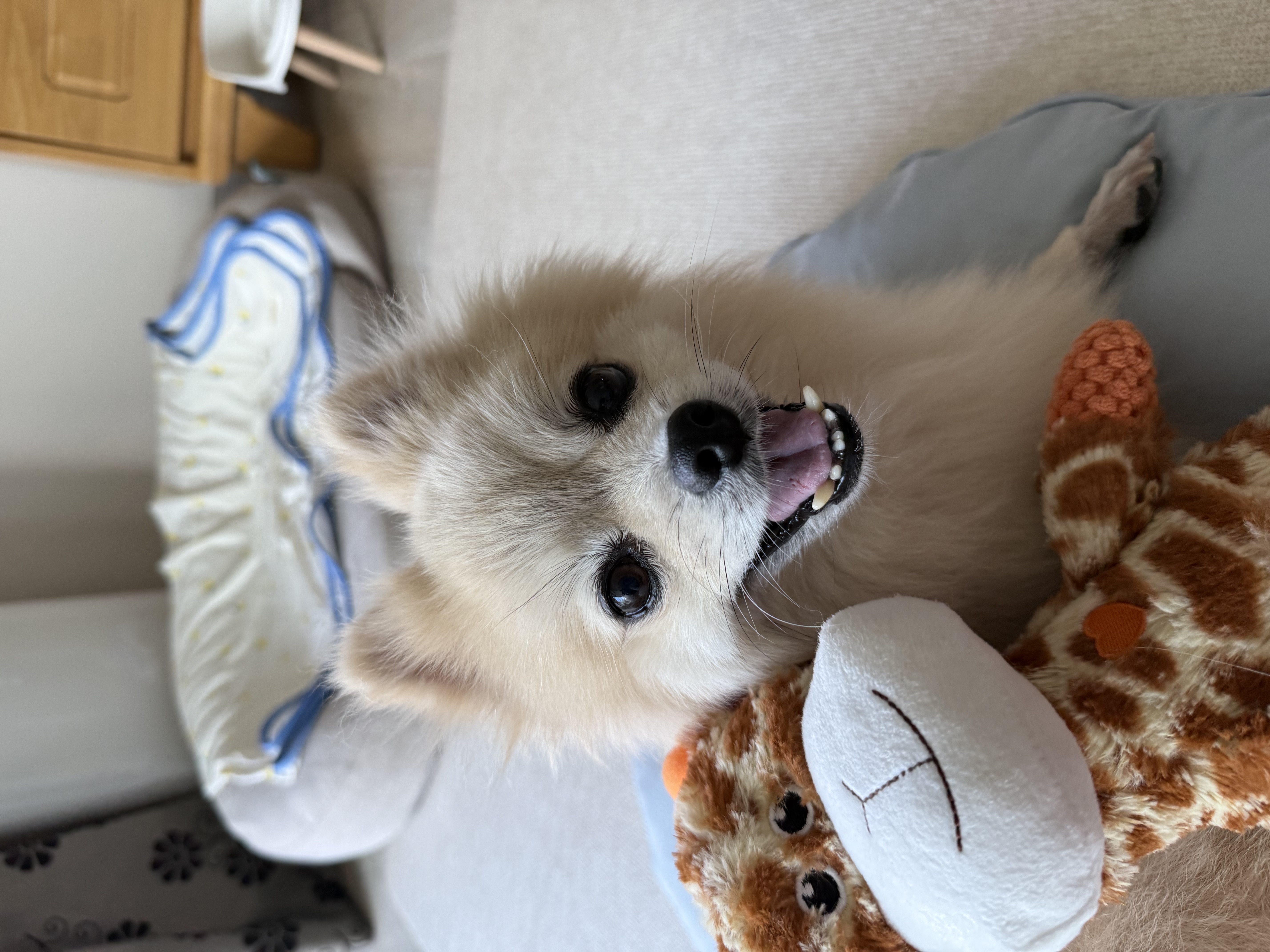 따봉(구 포키)이의 2025년