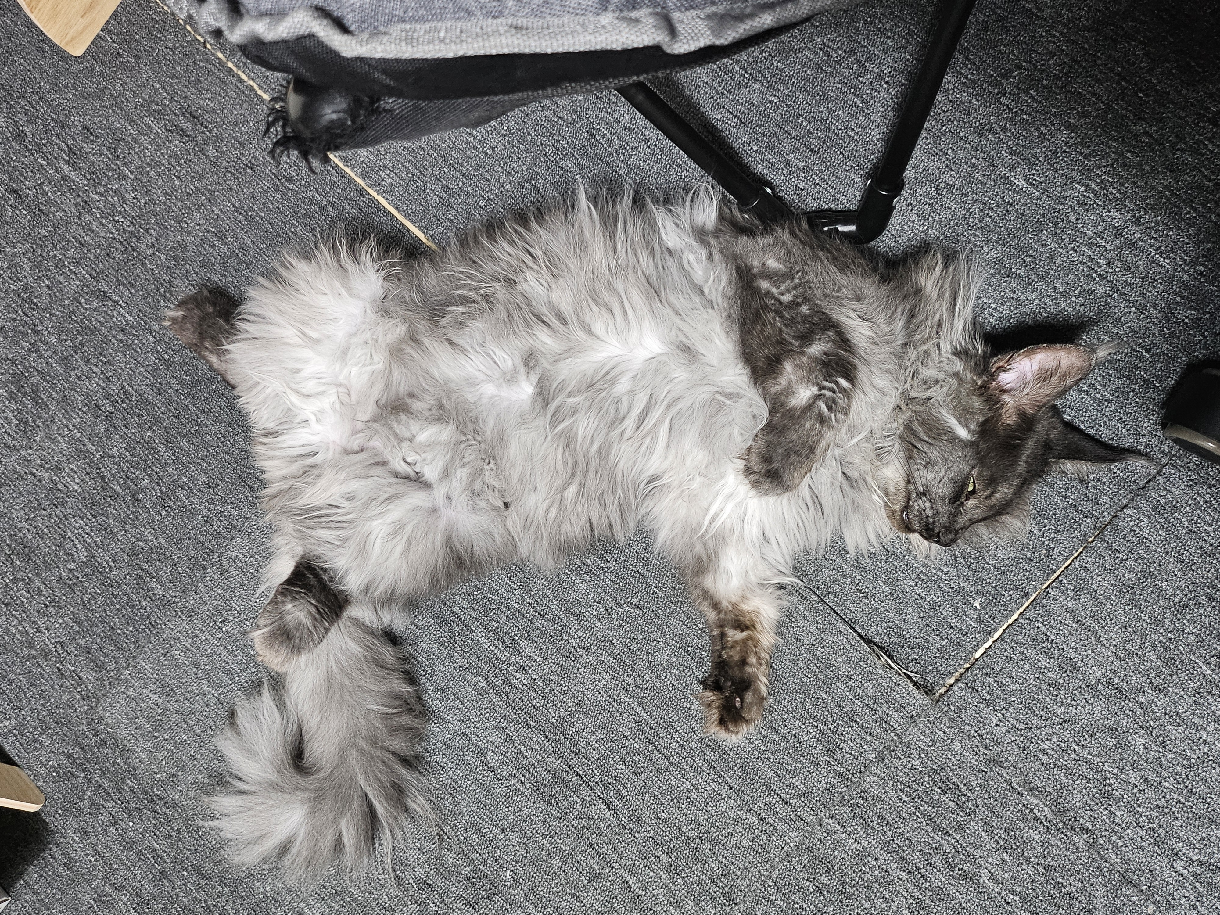 꾼 입양 3개월차!!