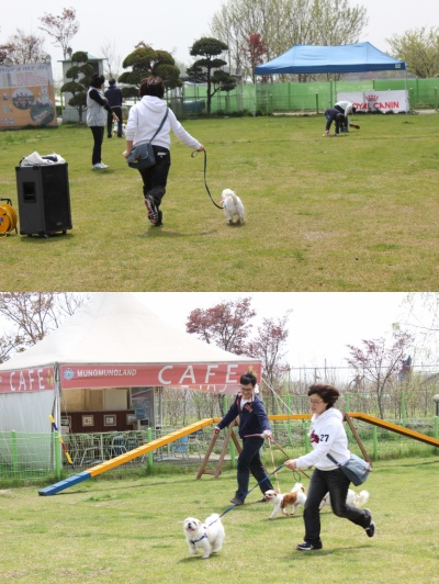 입양동물의날행사 11편 - 사무실아이들