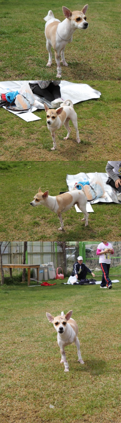 입양동물의날행사 3편 - 밤톨이이야기