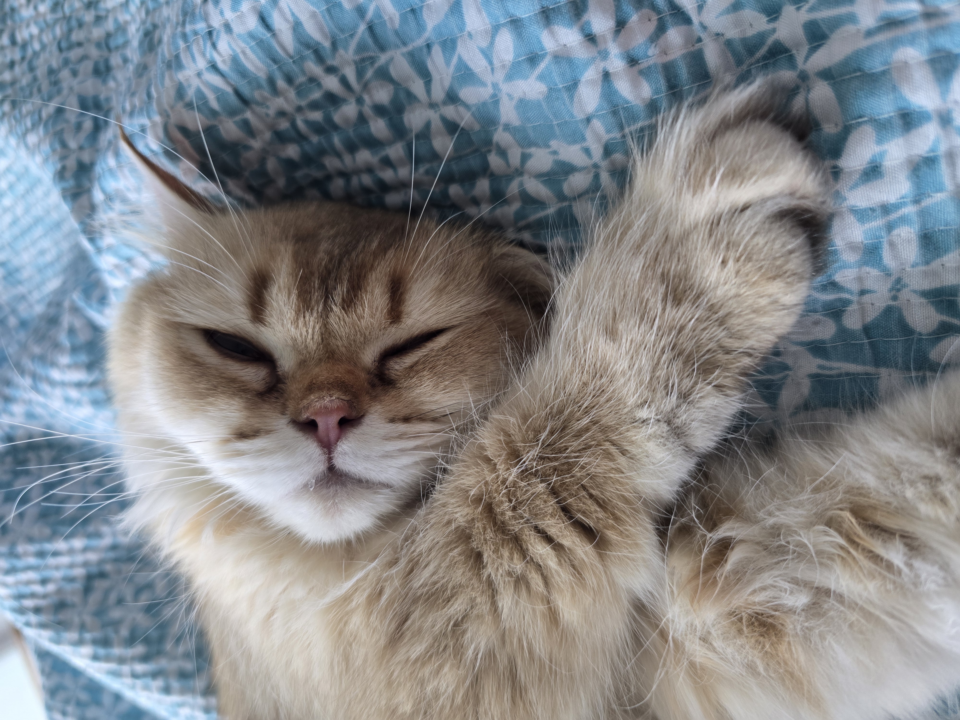 나나&무무(가필드&미가) 가족된지 7일째