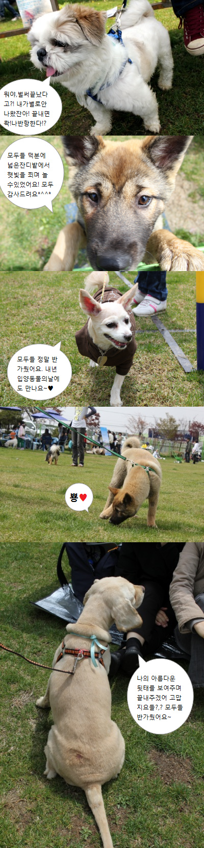 입양동물의날행사  - 보너스컷