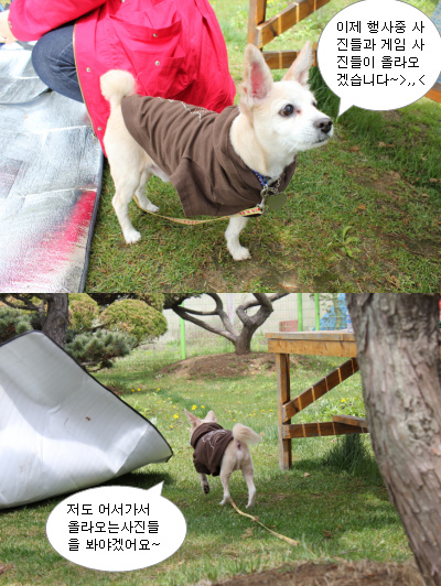 입양동물의날행사  - 사진안내