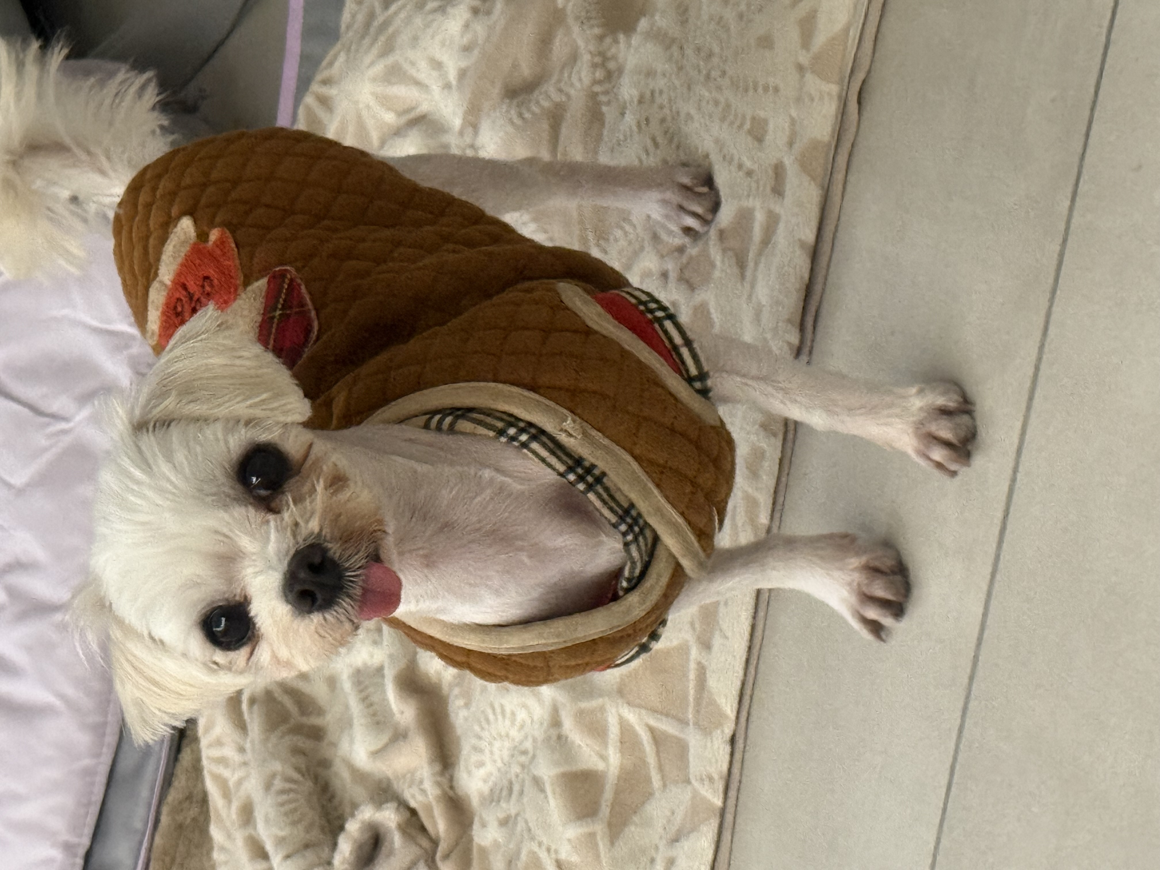 츄츄와 함께하는일상