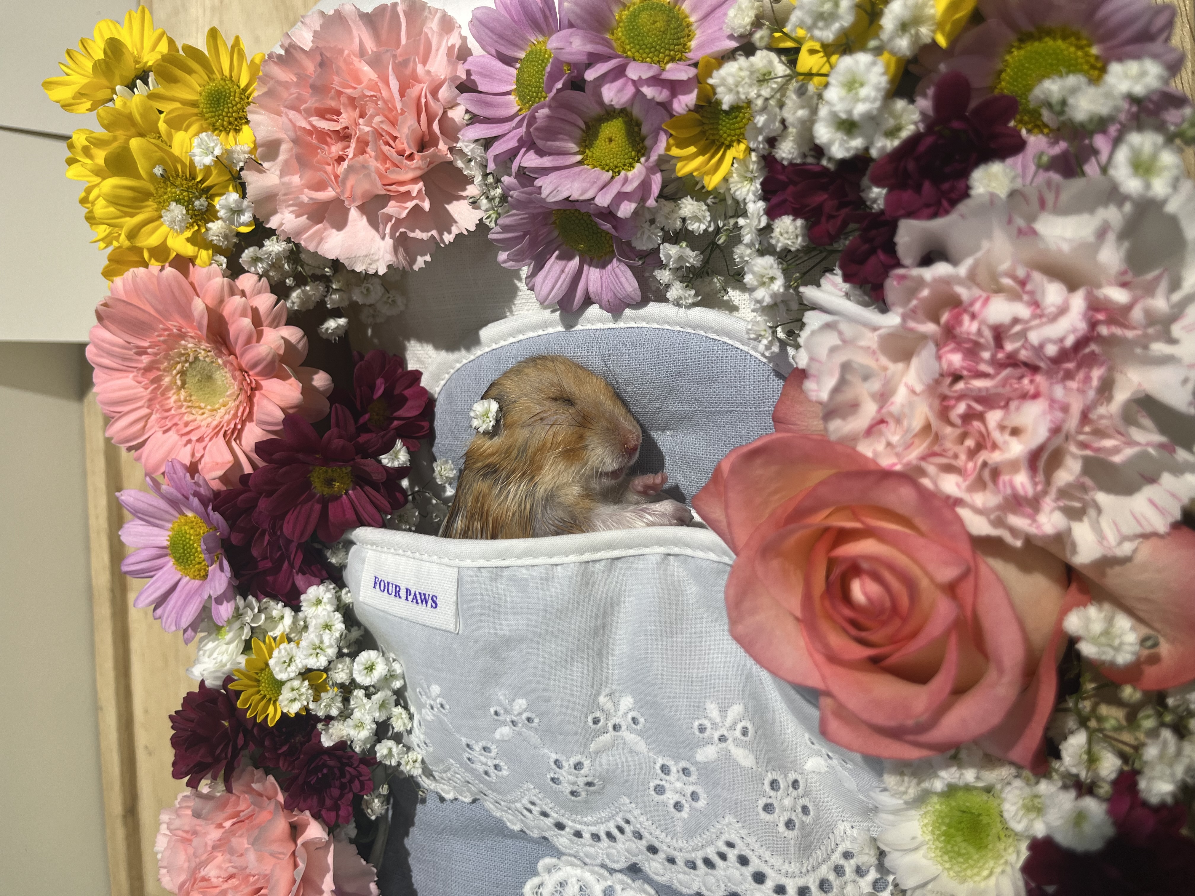 온햄이가 떠났어요