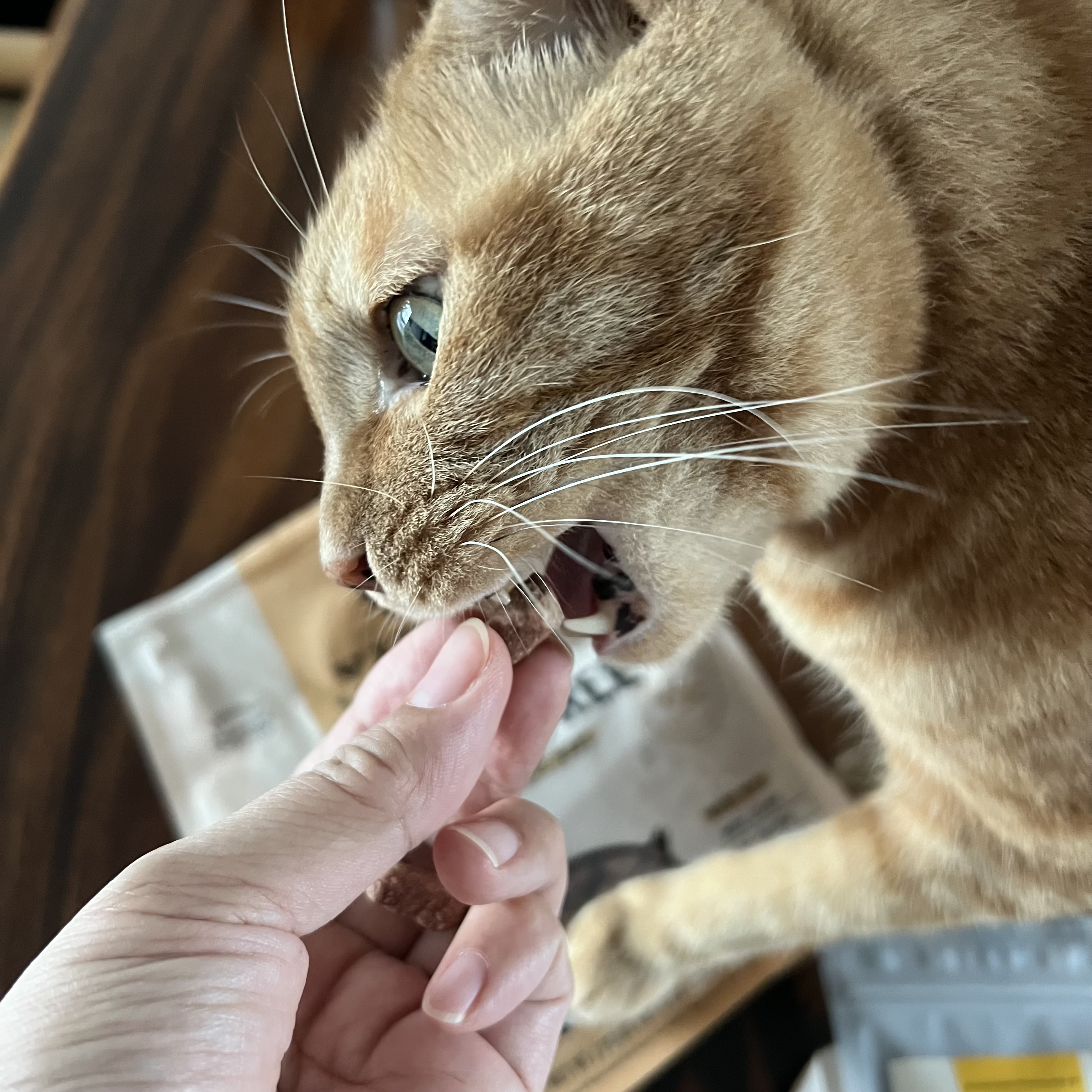 용식이 잘 지내고 있어요.