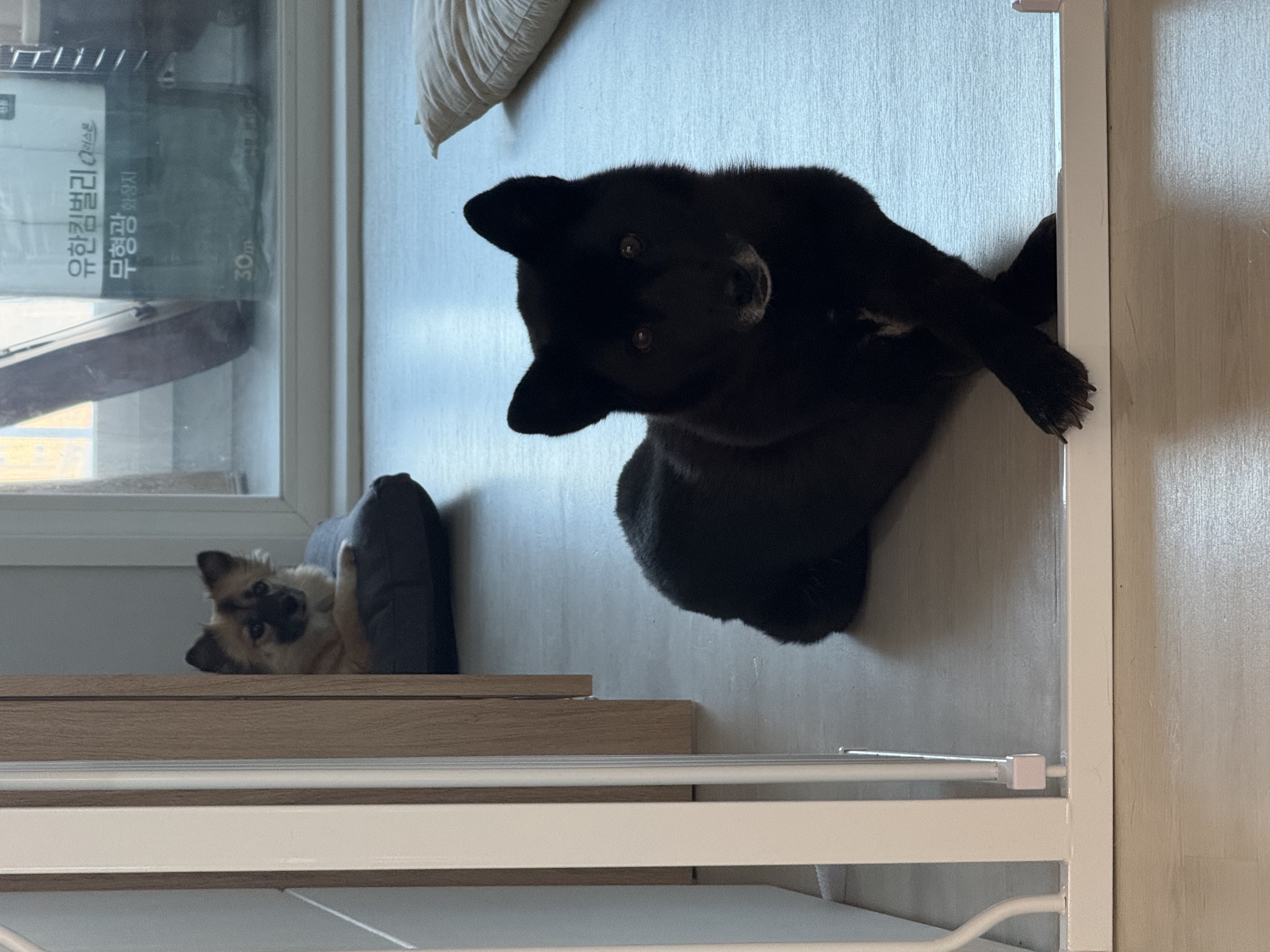 반달이 이쁘게 봐주세요