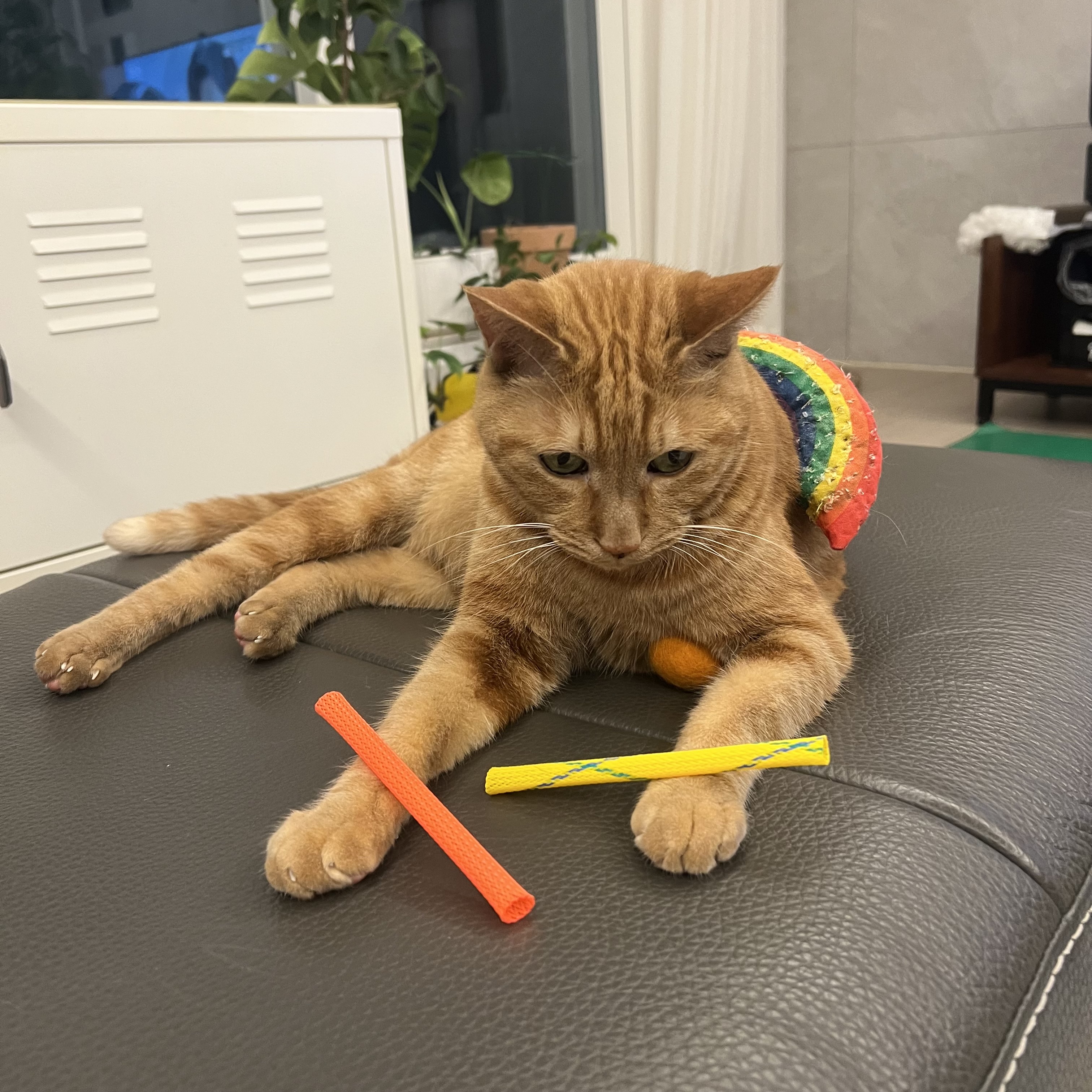 용식이 잘 지내고 있어요.