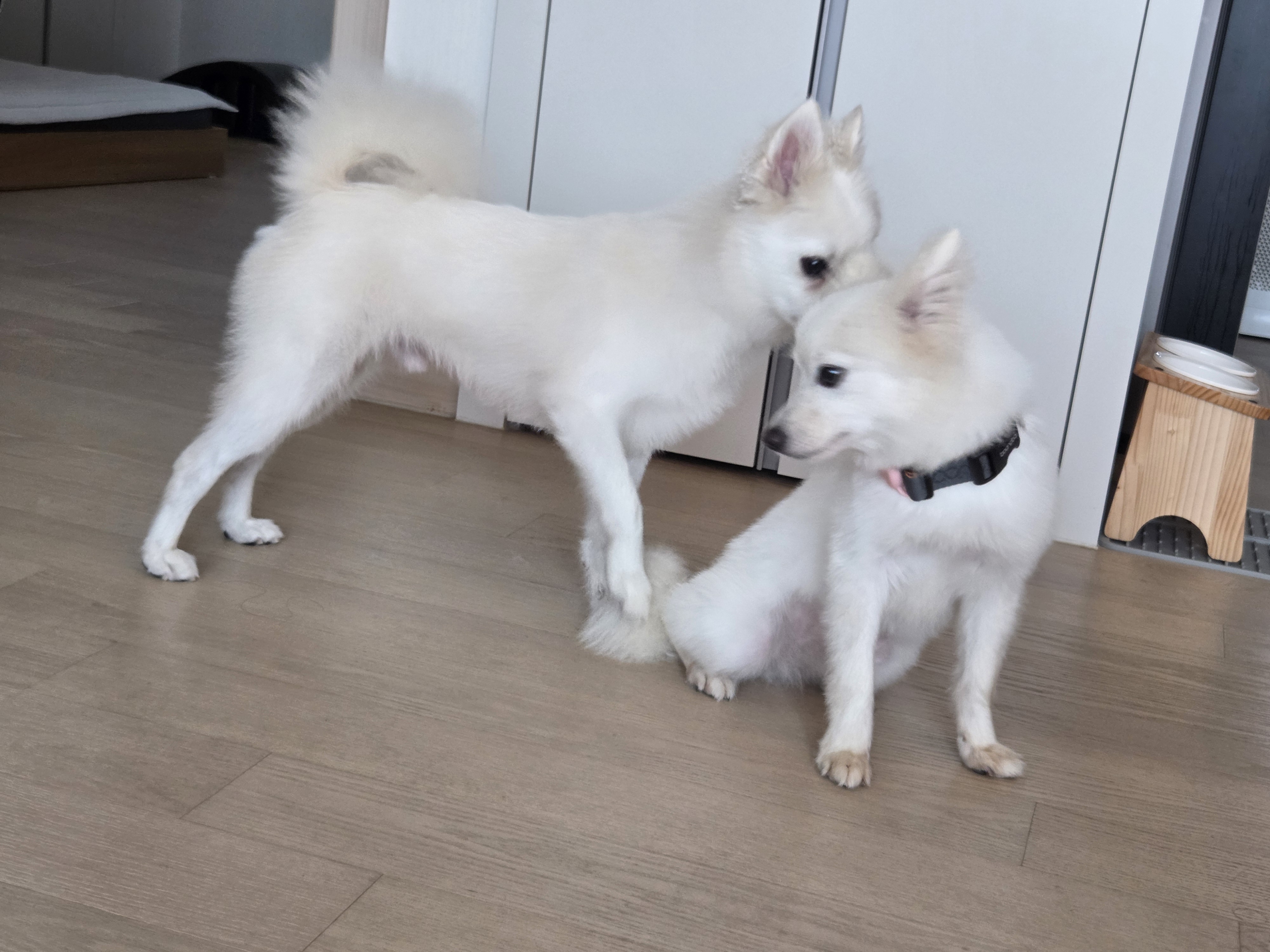 다람이 + 리유 = 행복♡