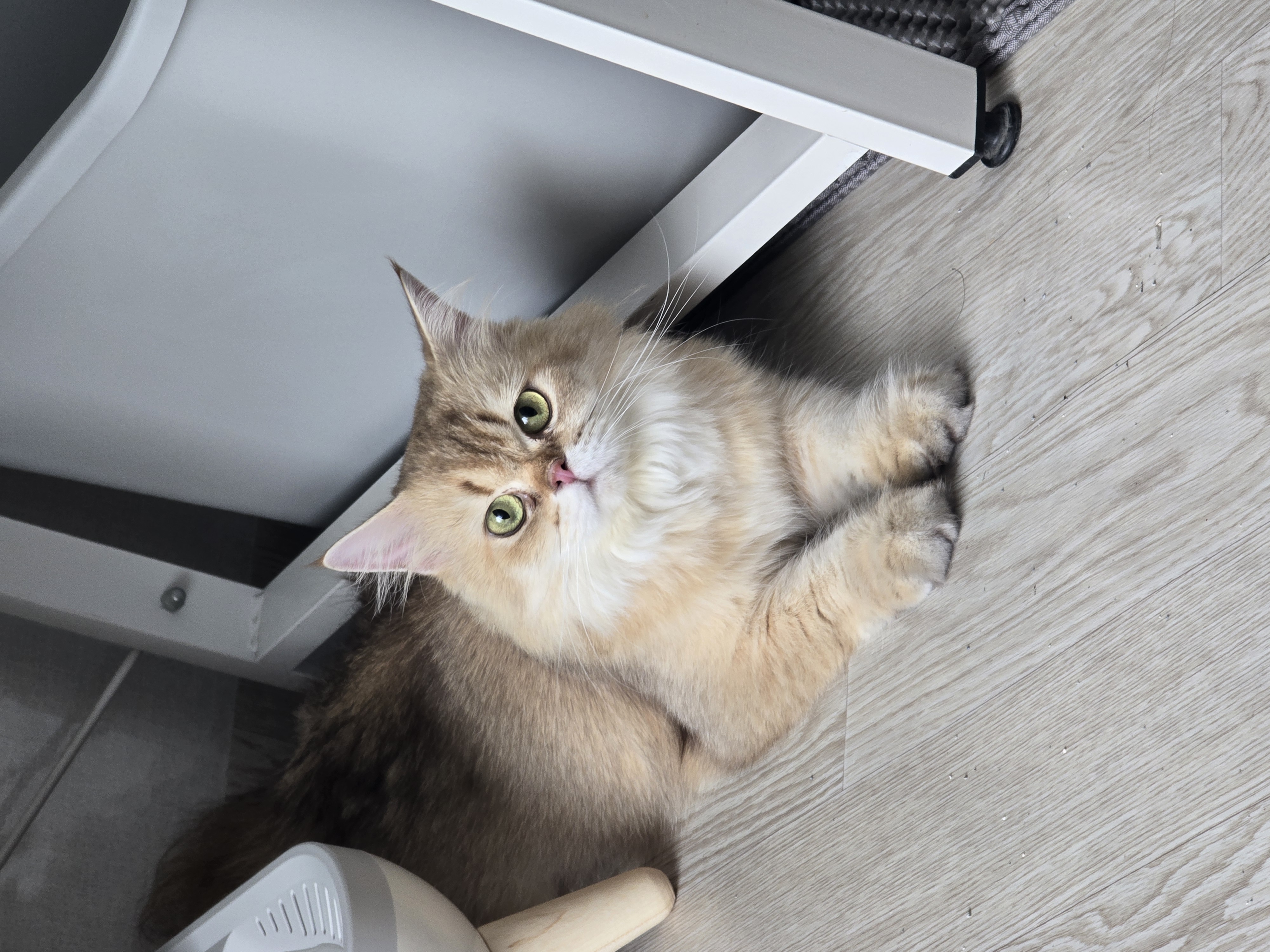 나나&무무(가필드&미가) 가족된지 7일째