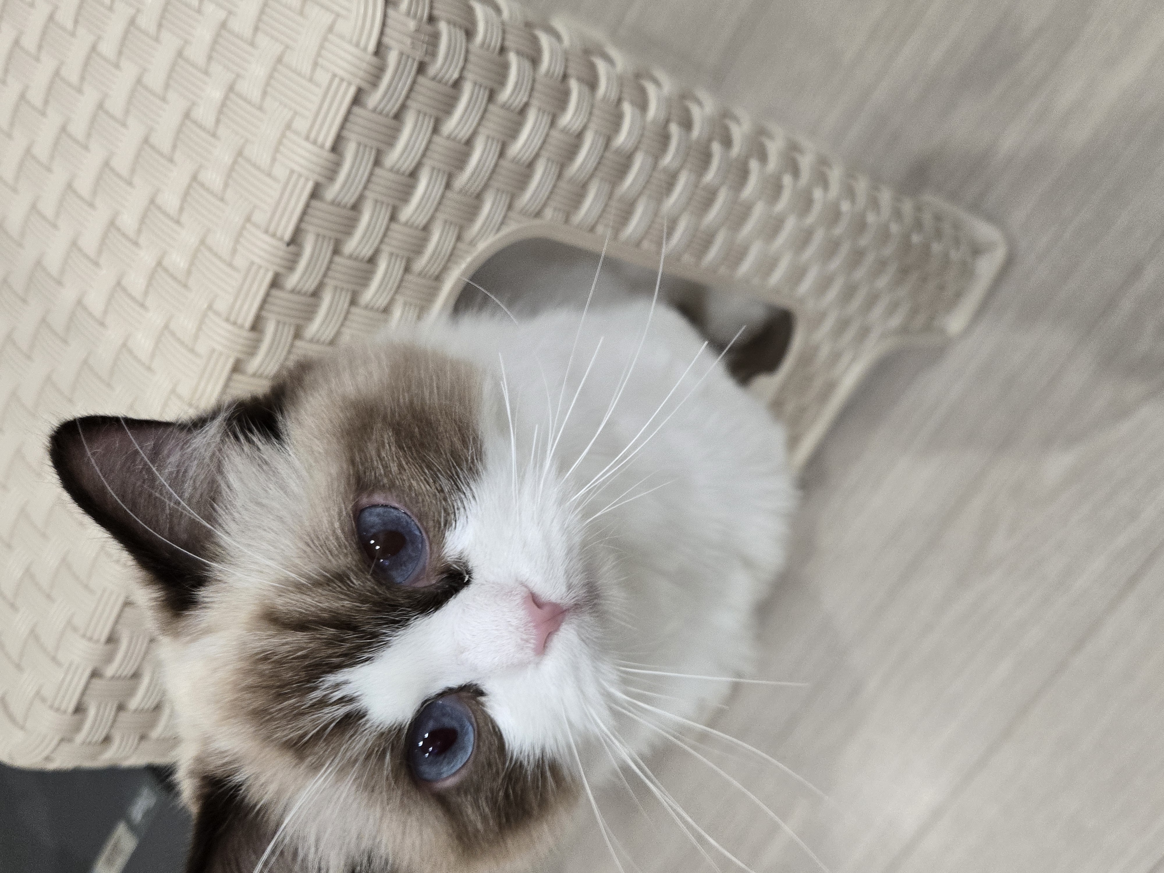 미야오(마시) 동자연에 활동가분들과 동물친구들 메리크리스마스♡