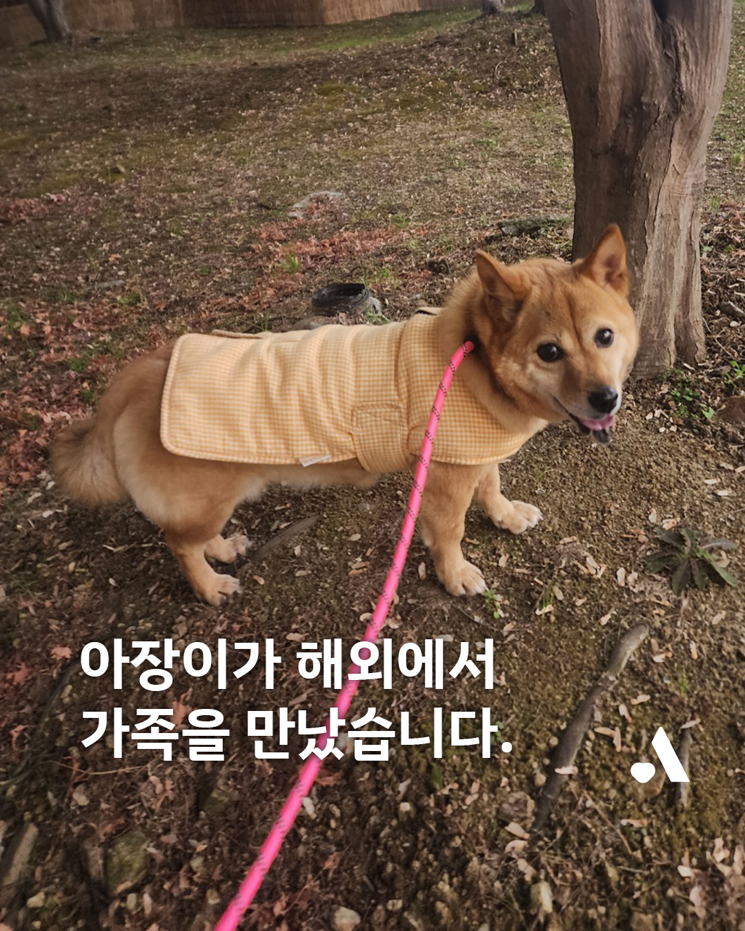 [해외입양] 캐나다 토론토에서 가족을 만난 '아장이'