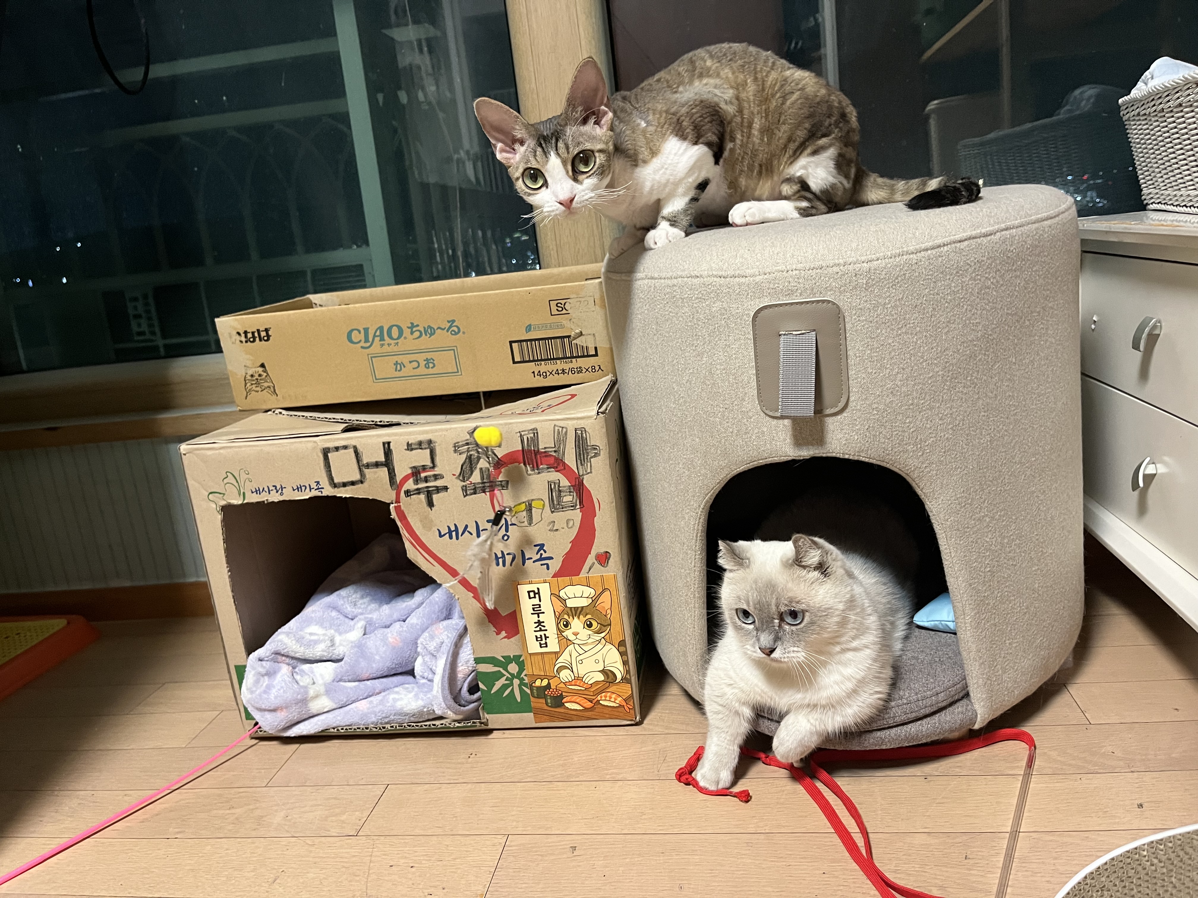 임시보호 한달후 가족이된 하츄(버찌)