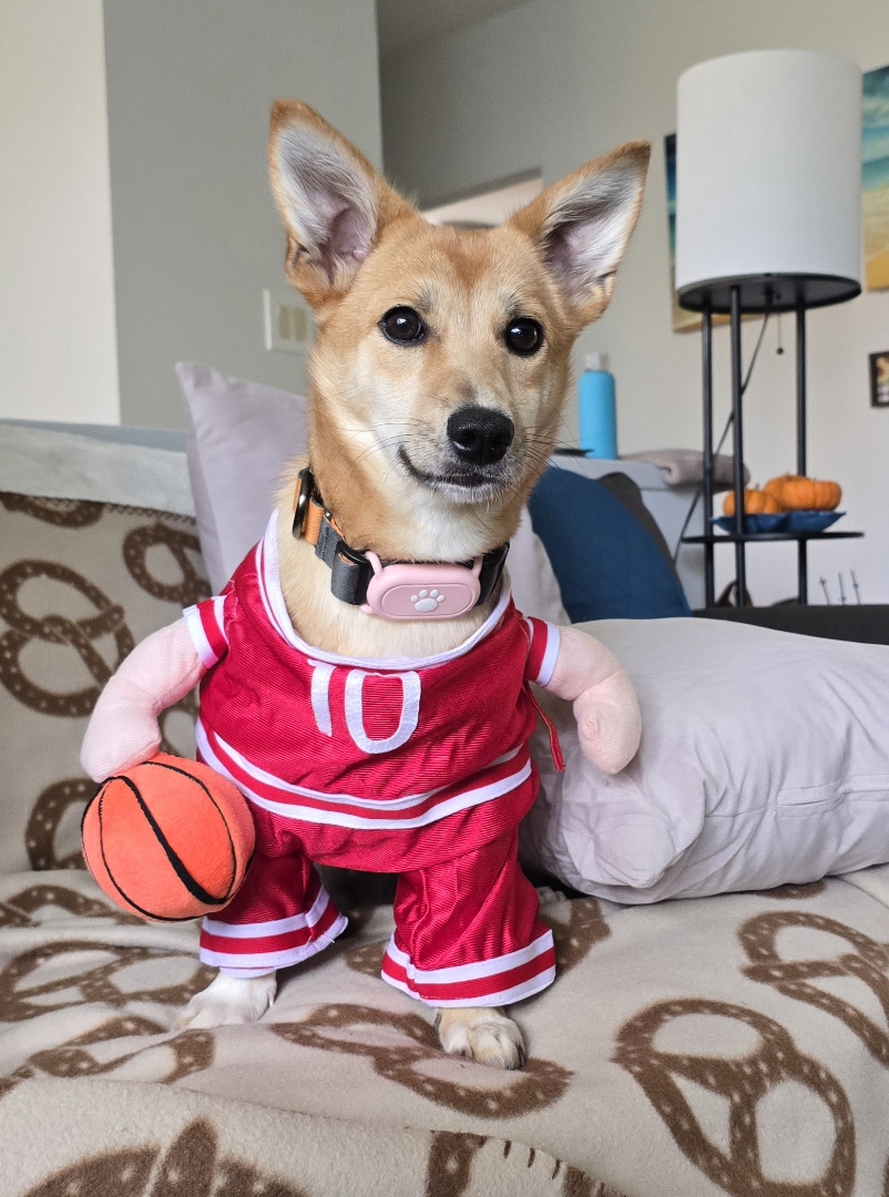 [해외입양] 캐나다 밴쿠버에서 전해온 '모나' 소식💌