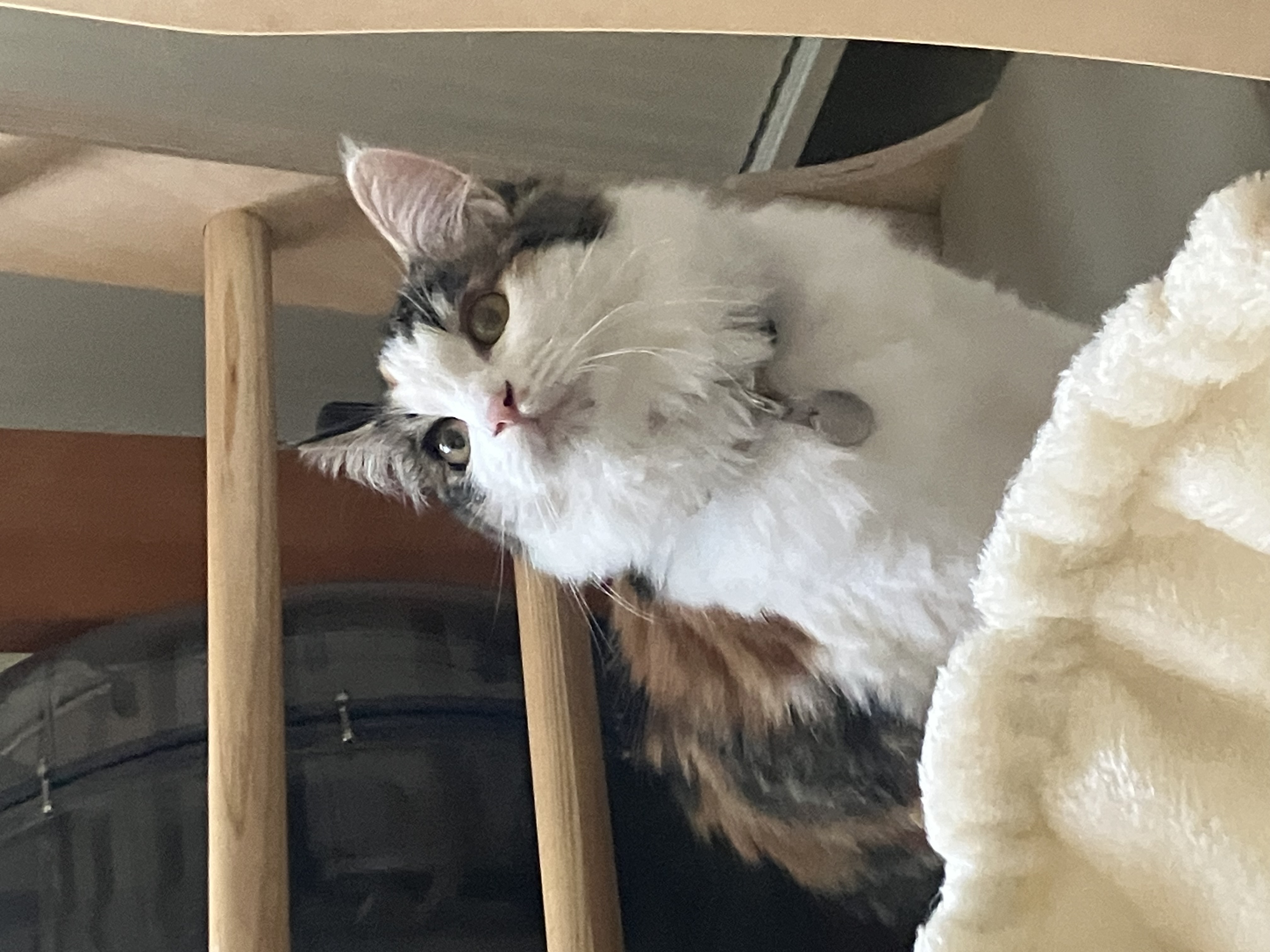 쌀롱이는 적응중! (서니)