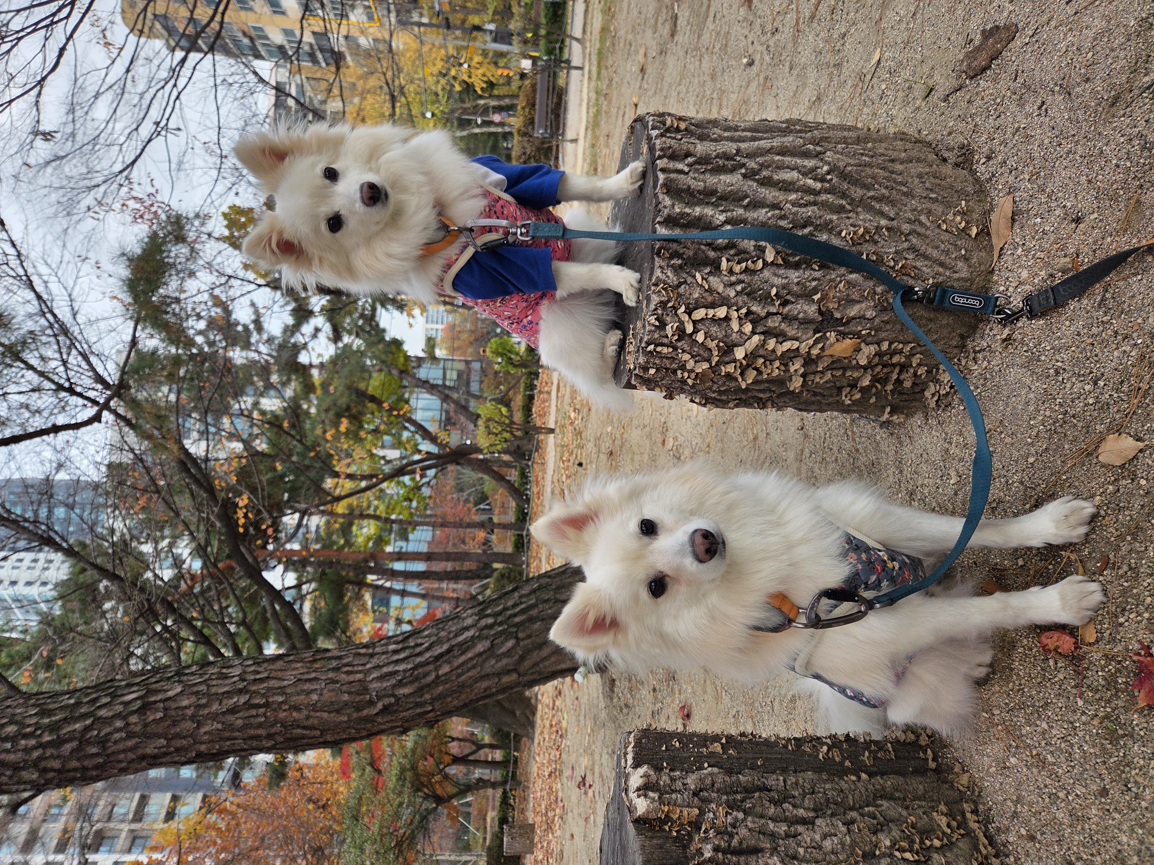 다람이+리유=🤍