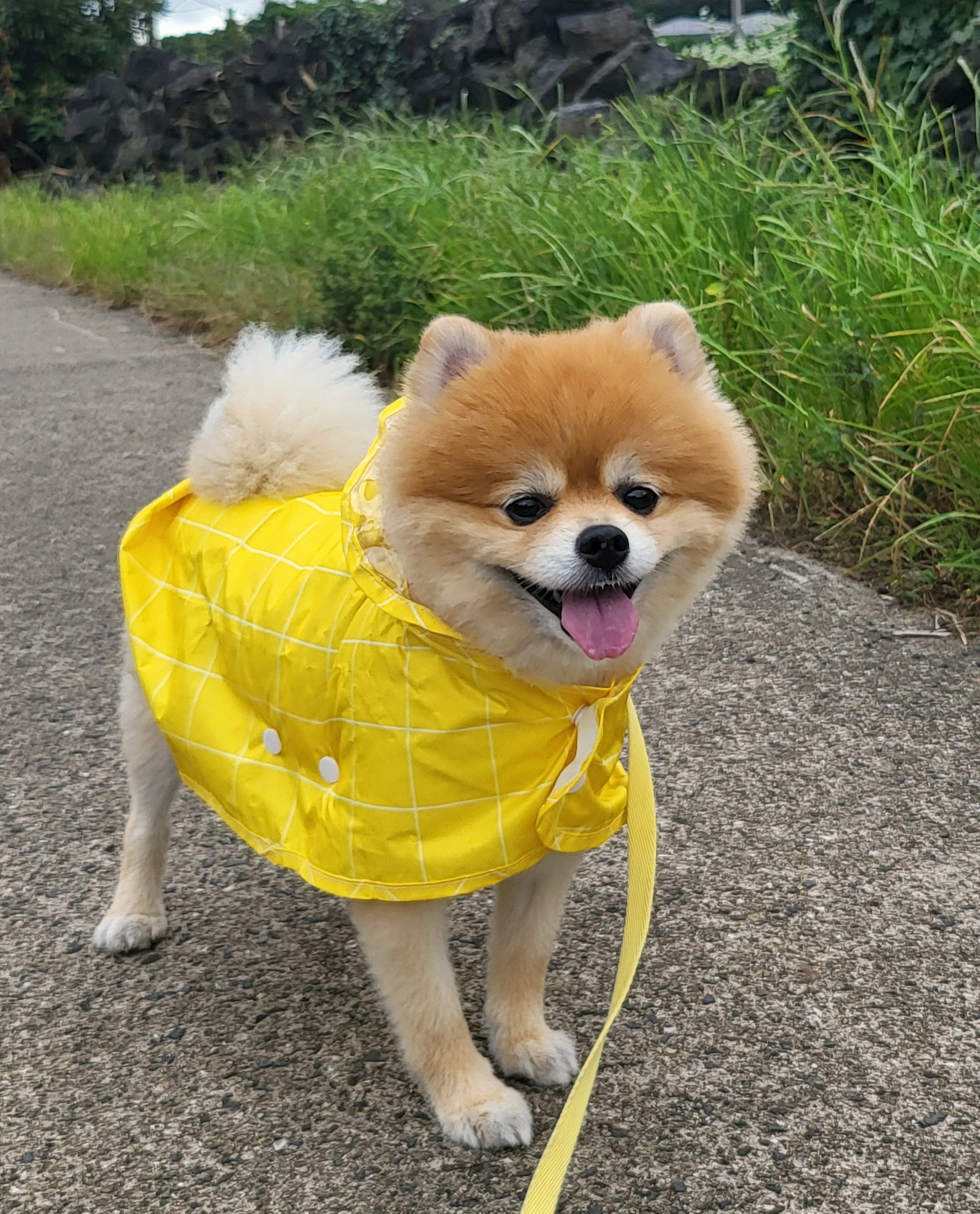 뽀심이(동식이) 입양 후 2년 후기입니다!!