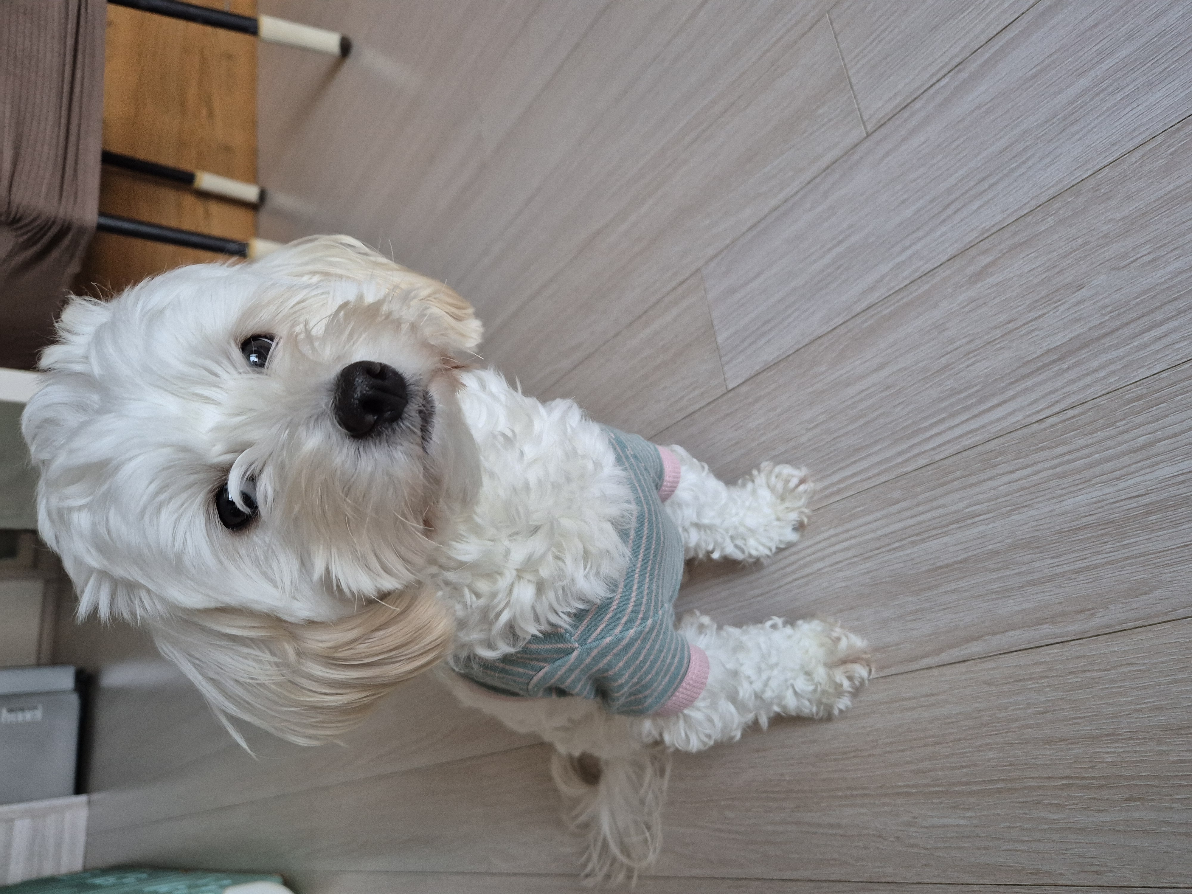 가족이된지1년되는날바람이네입니다.♡ 