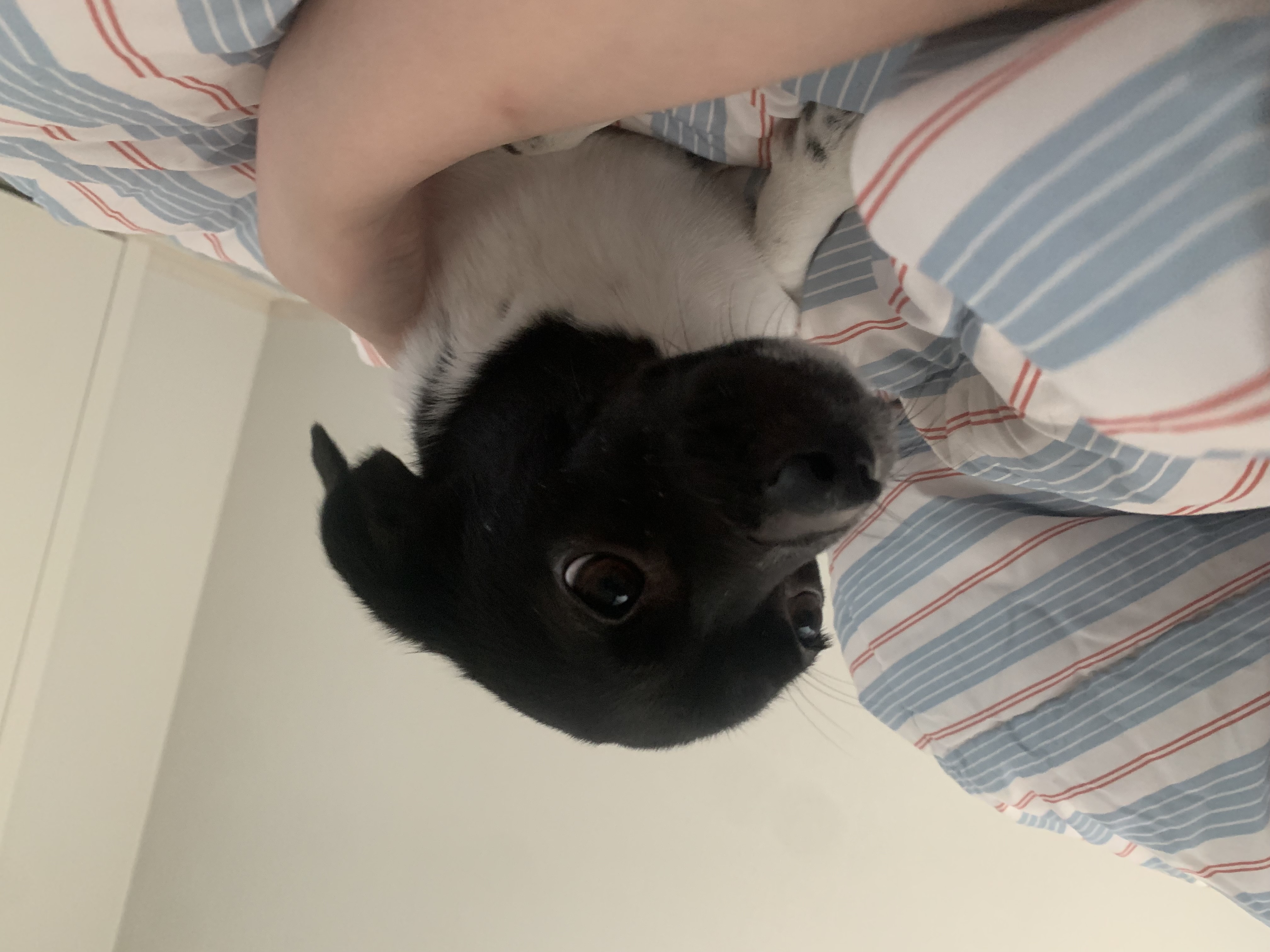 새숨이 입양전제 임시보호 한달차 후기