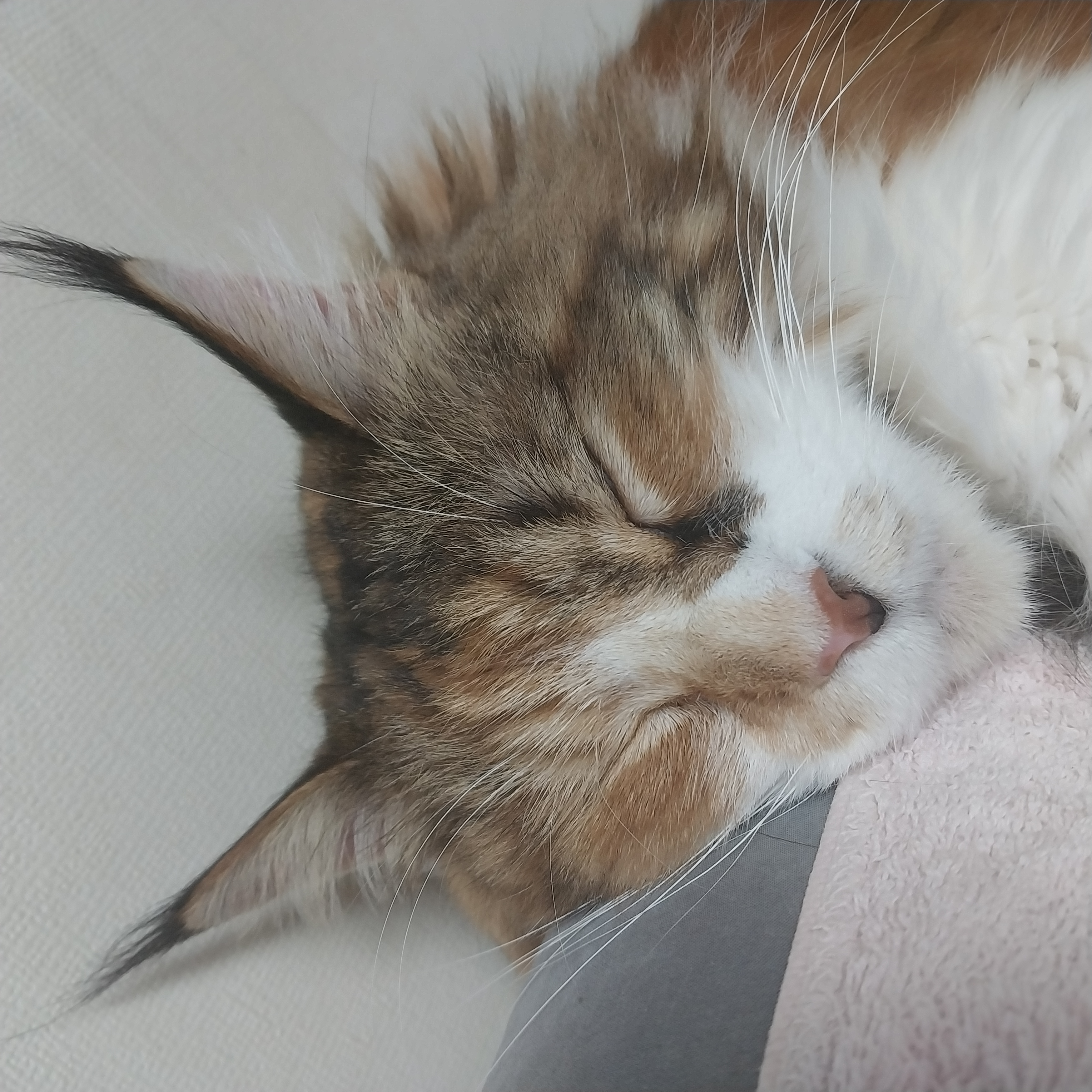 웨이 2년차 입양 후기