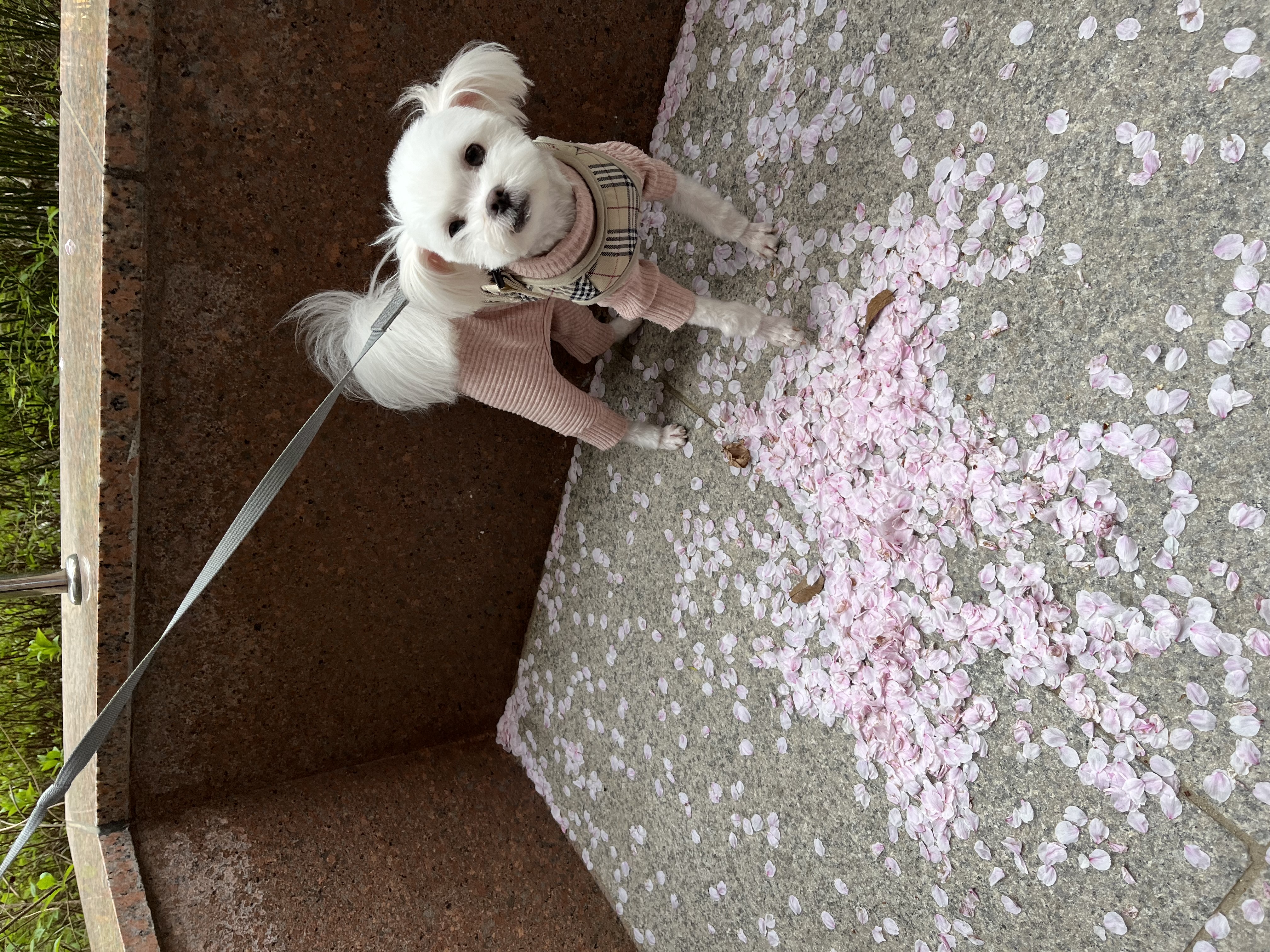 아츄 포리 코코네입니다!