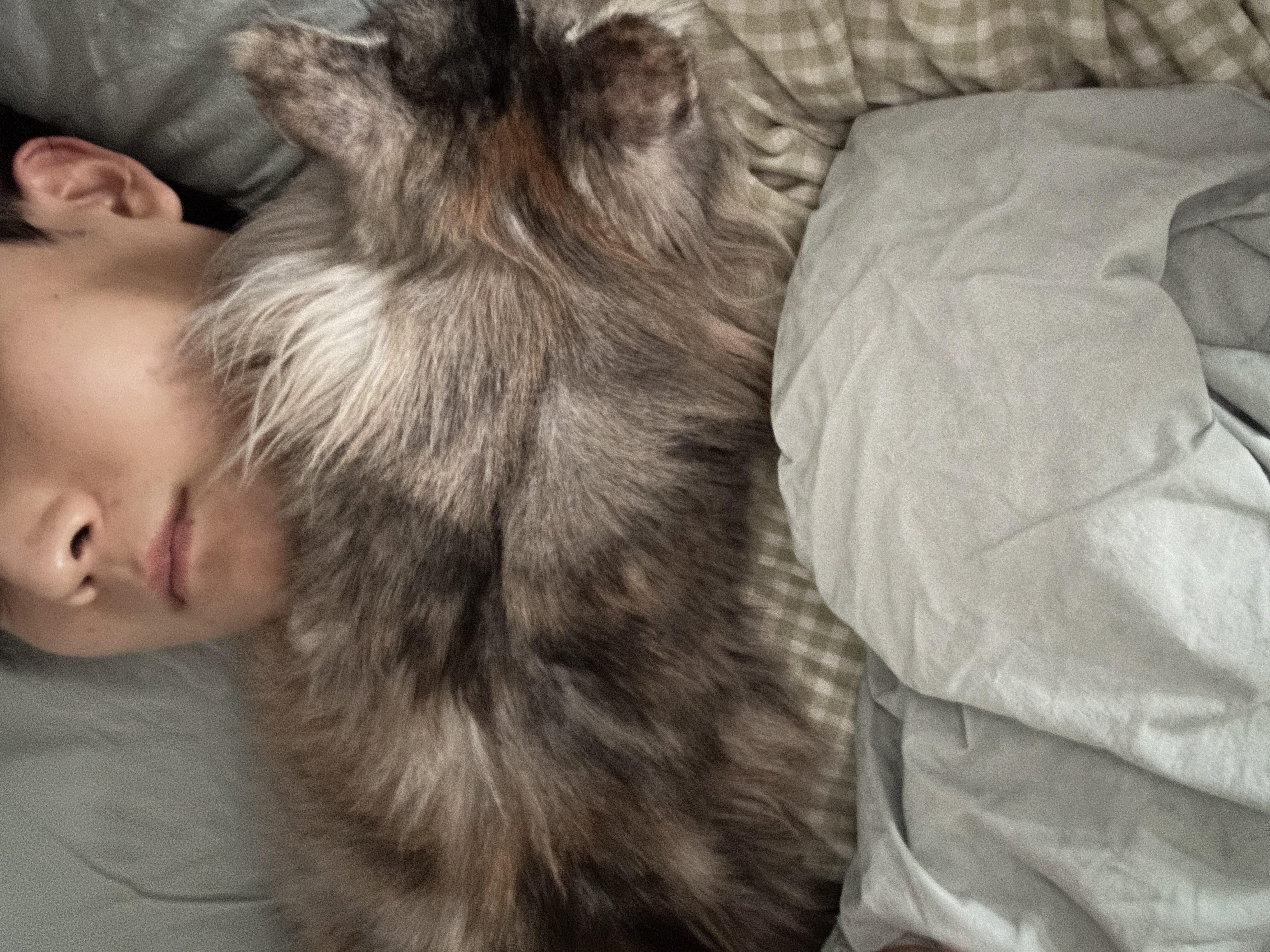 입양 3개월 백호야(이쿤이) 소식입니디