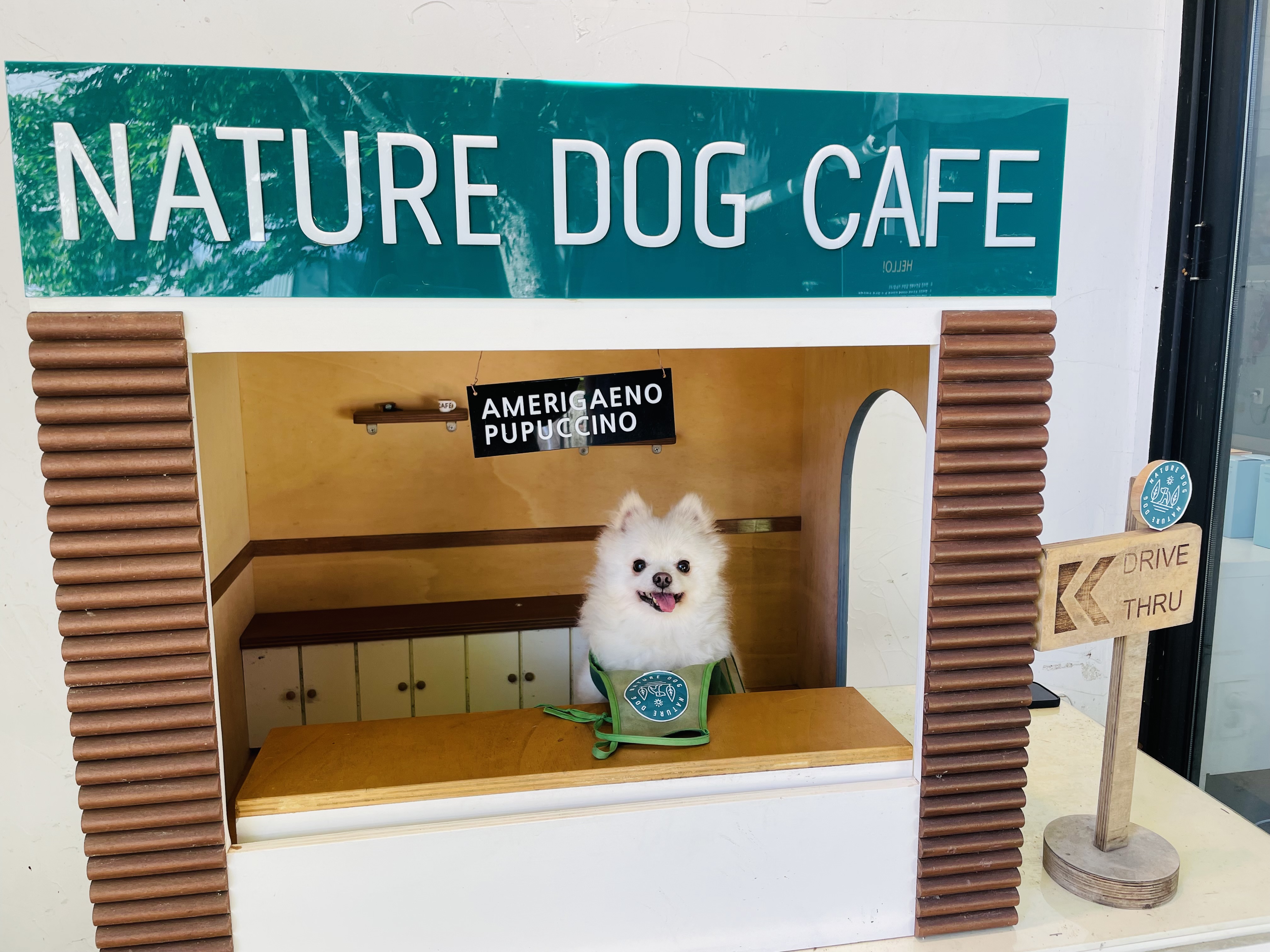 호이 입양 일기와 뽀아 임보 일기 