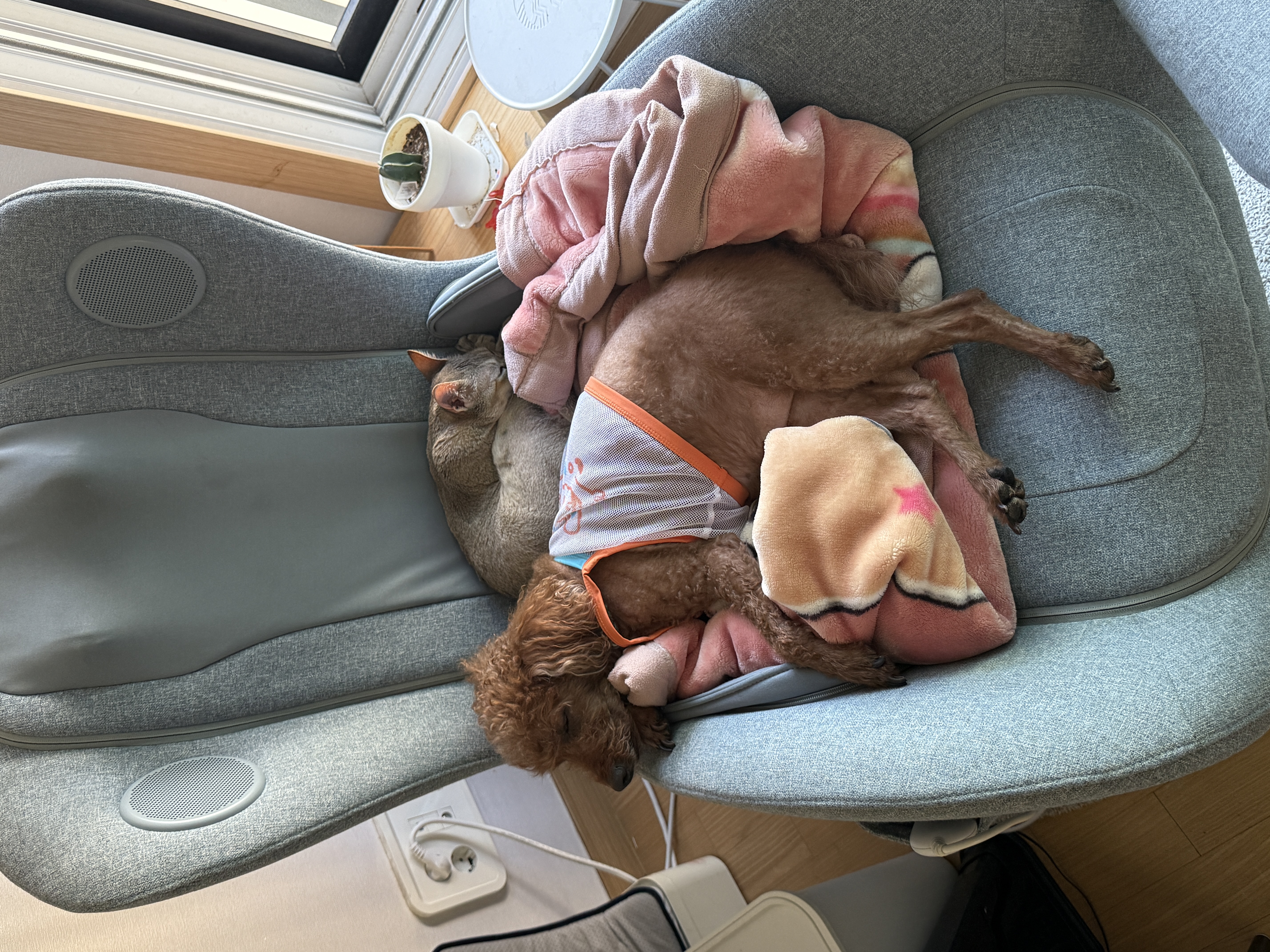 또봉이&#40;이요&#41;3개월 후기