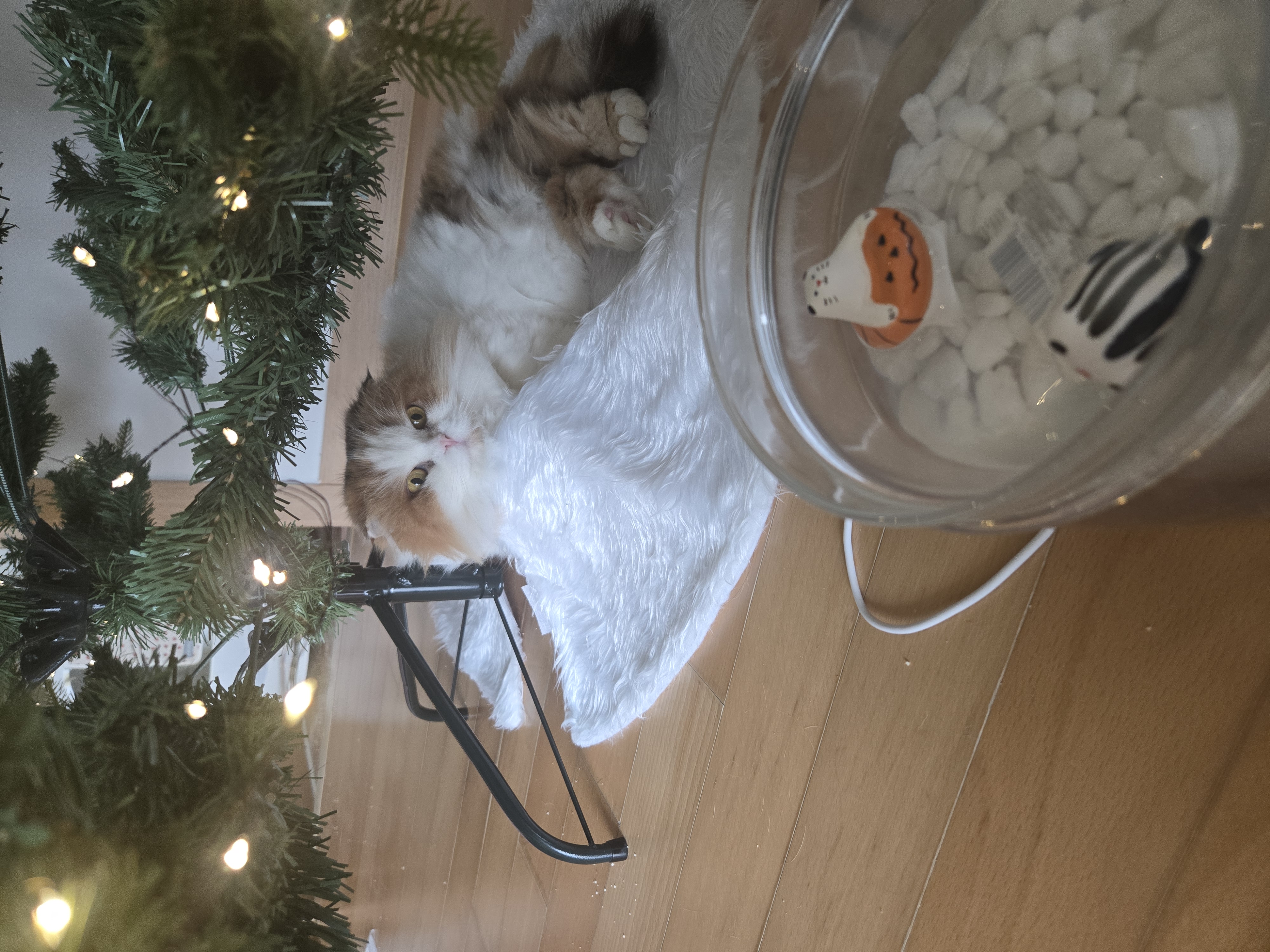 크룩섕스(알코) 1주년♡