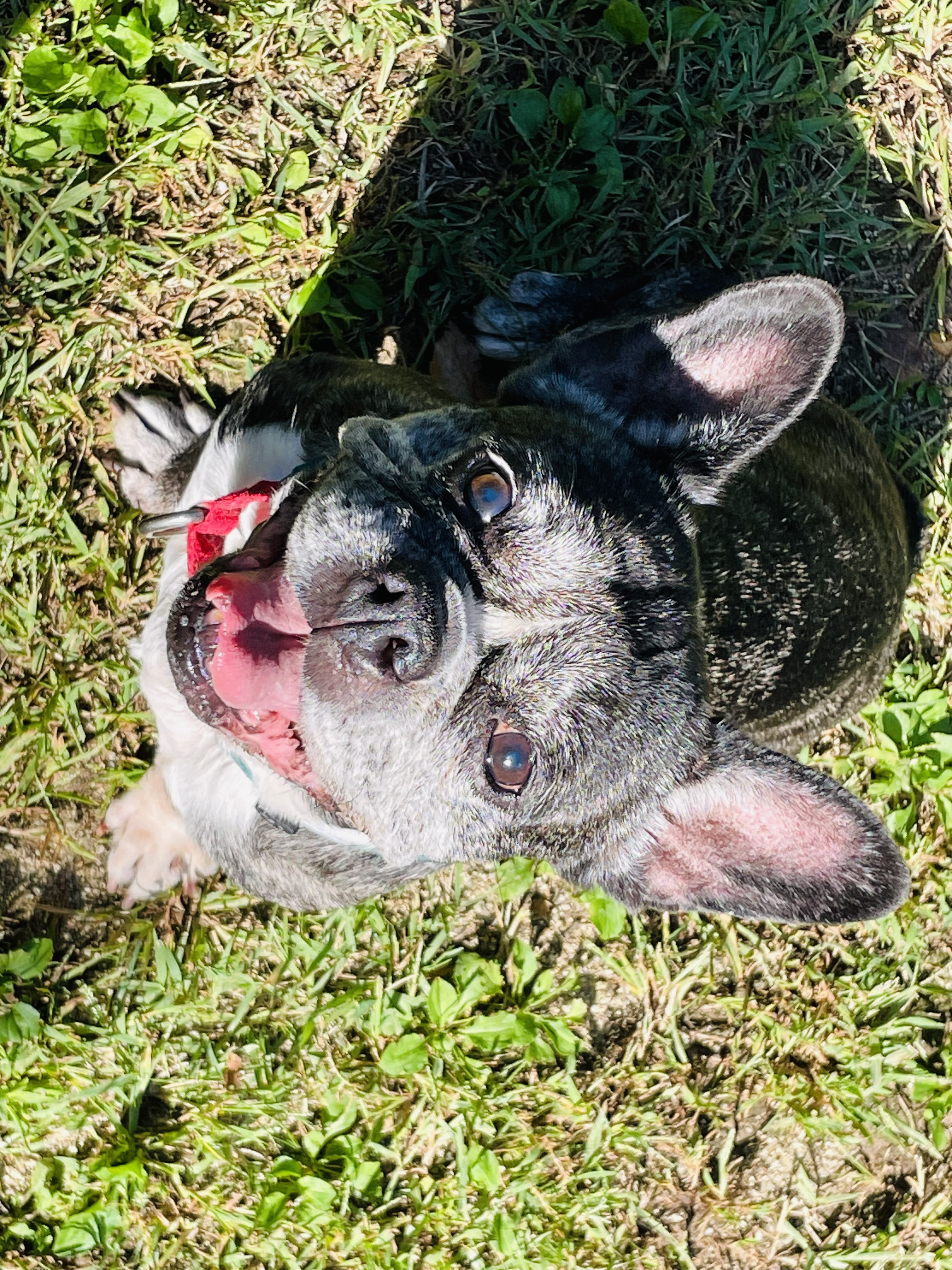 호이 입양 일기와 뽀아 임보 일기 