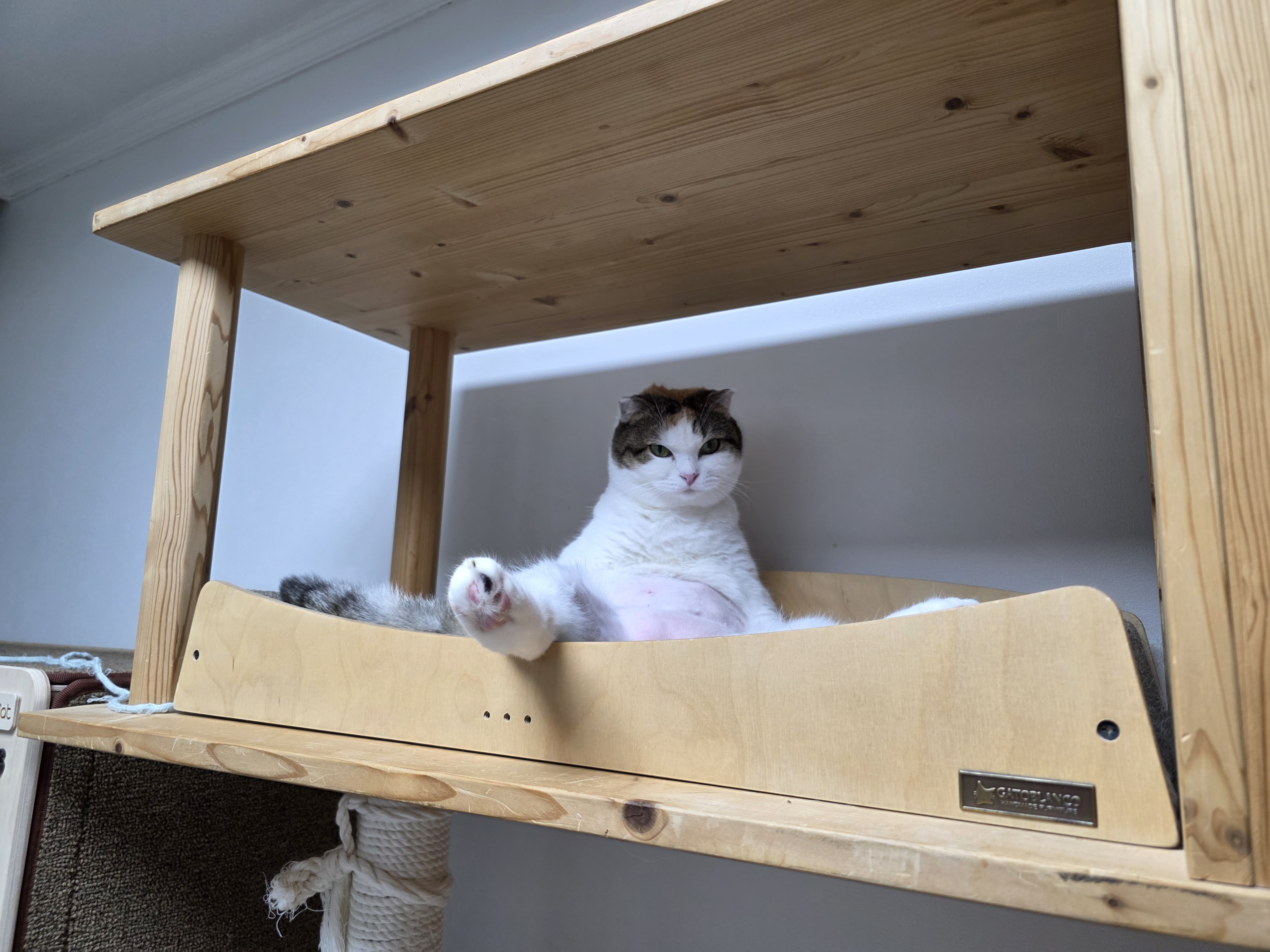 하늬(홍순이) 입양2년