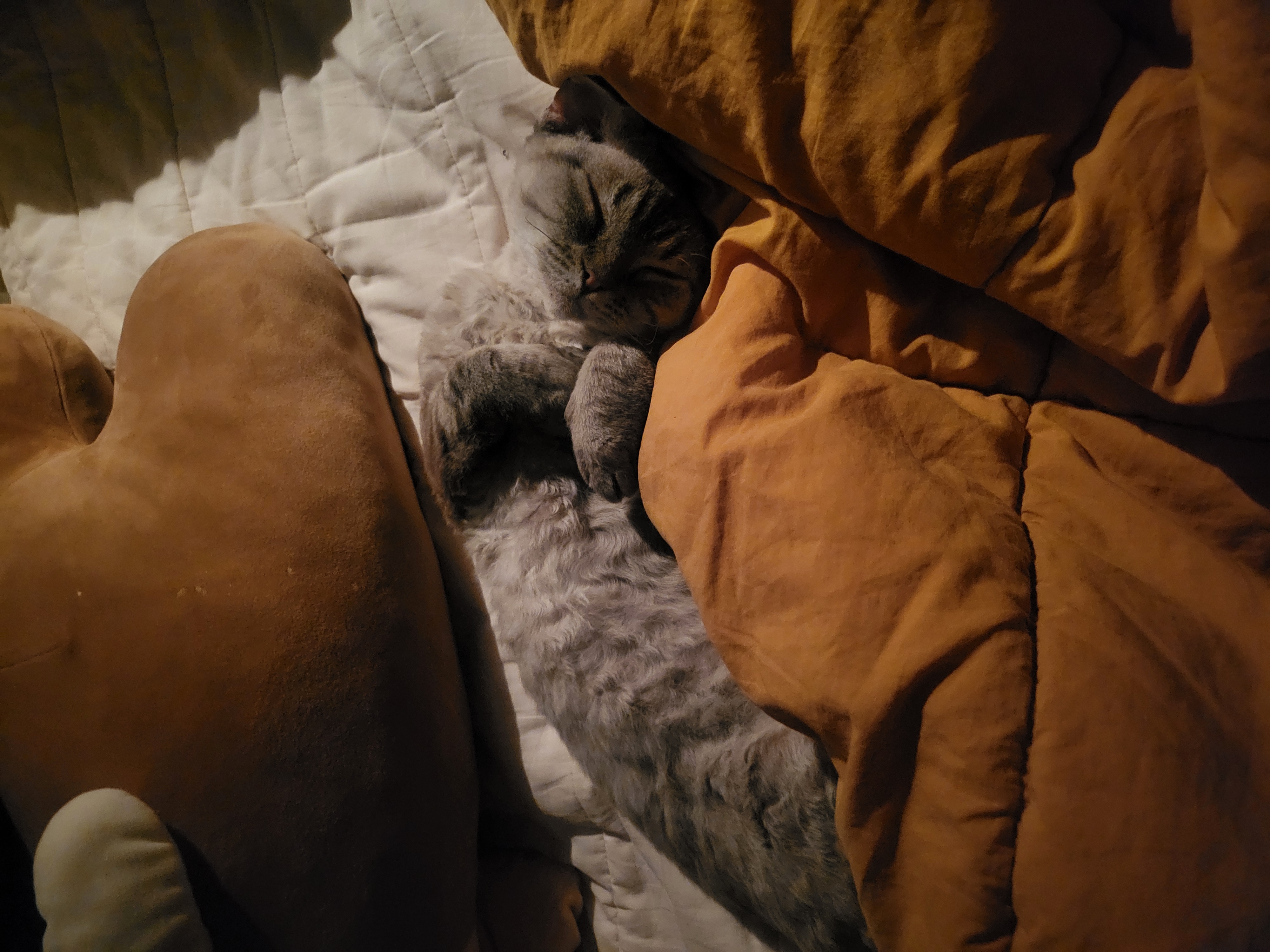 콘팡이와 함께하는 나날들