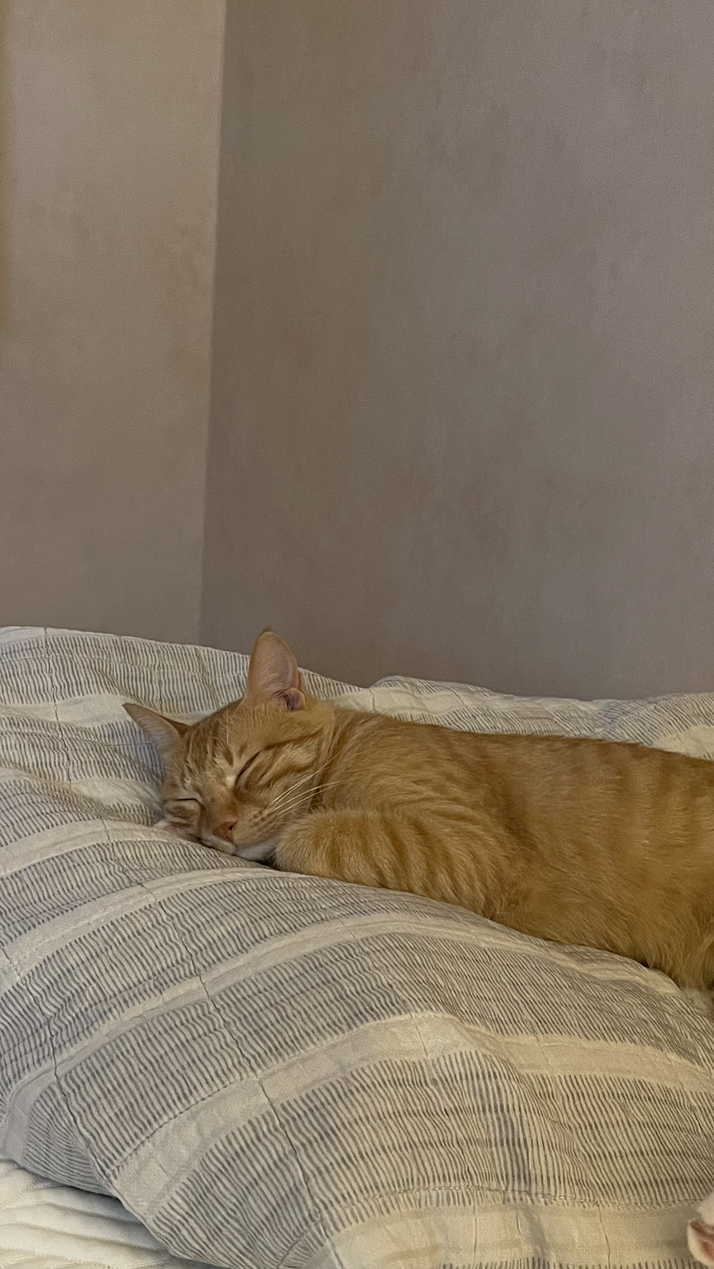 다해(현재 금비) 한달 후기