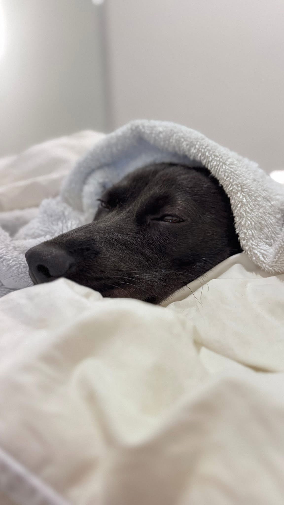 [해외입양] 캐나다 토론토에서 전해온 '대콩이' 소식💌