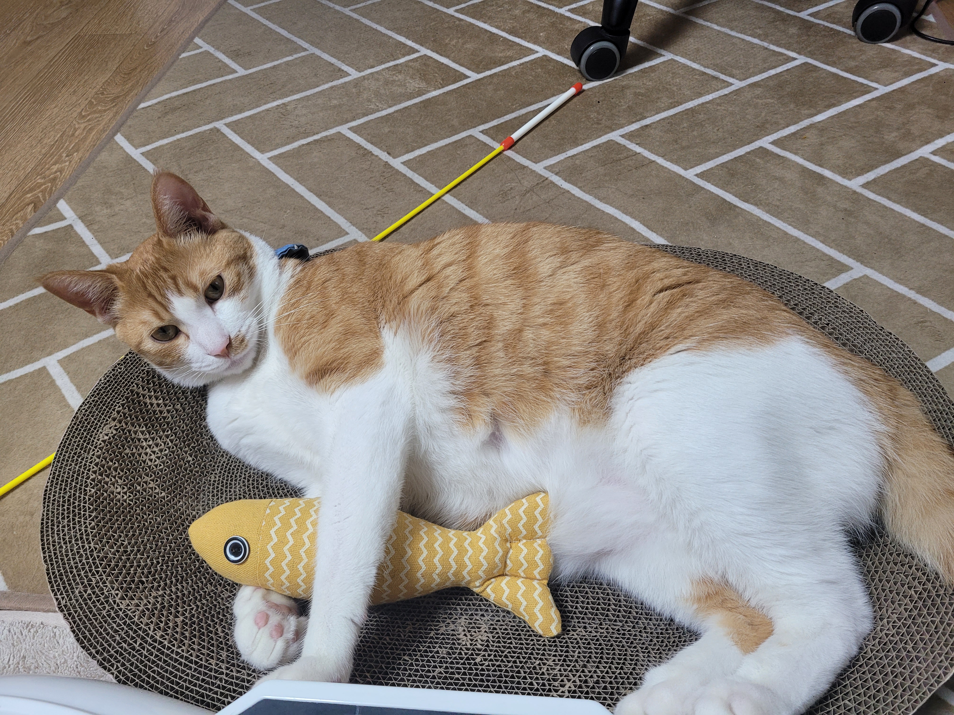 1년2개월후... 더 이뻐진 우리뀨리 