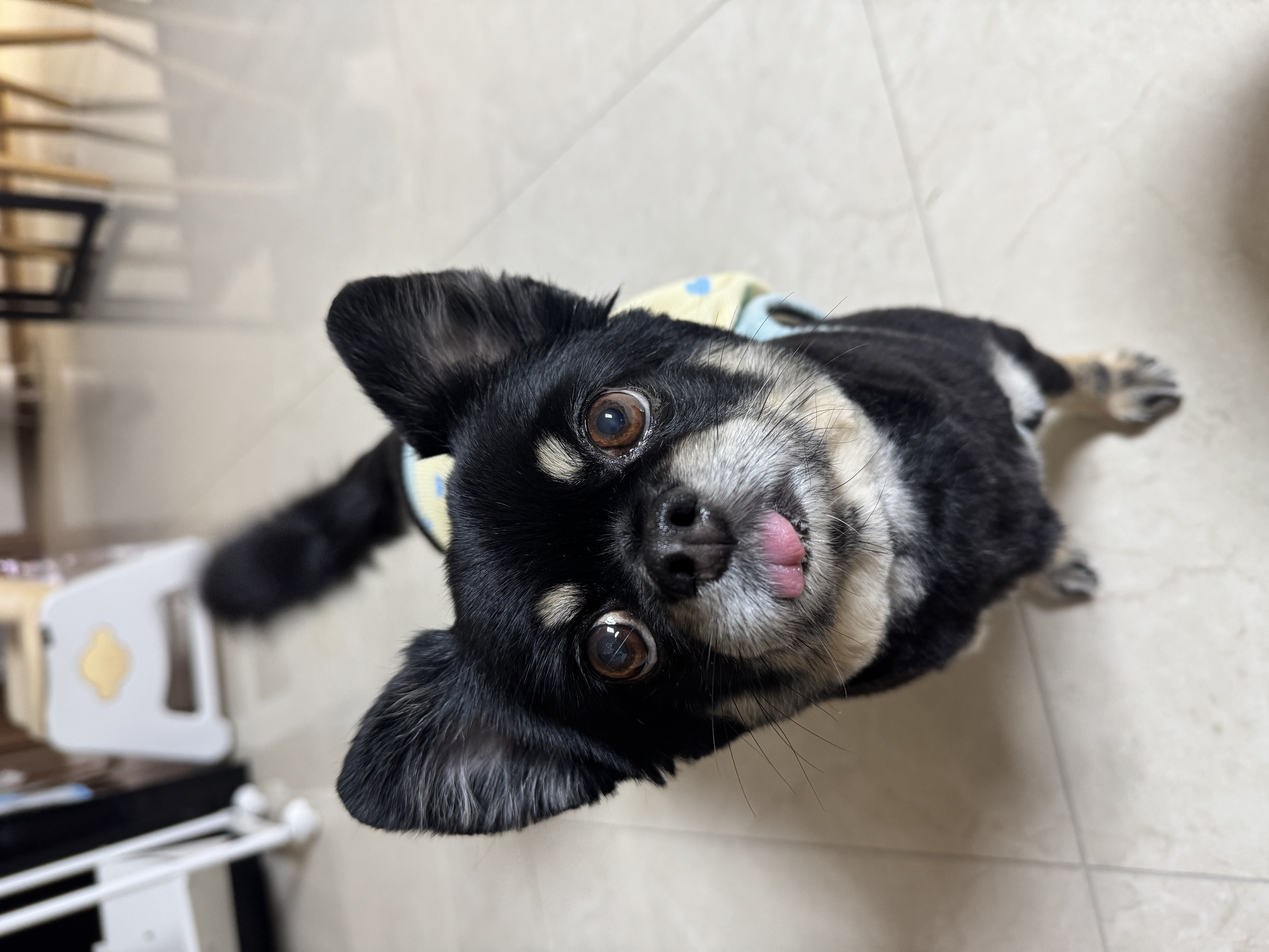 랩몬 소식 올려요~^^(임모7개월차)