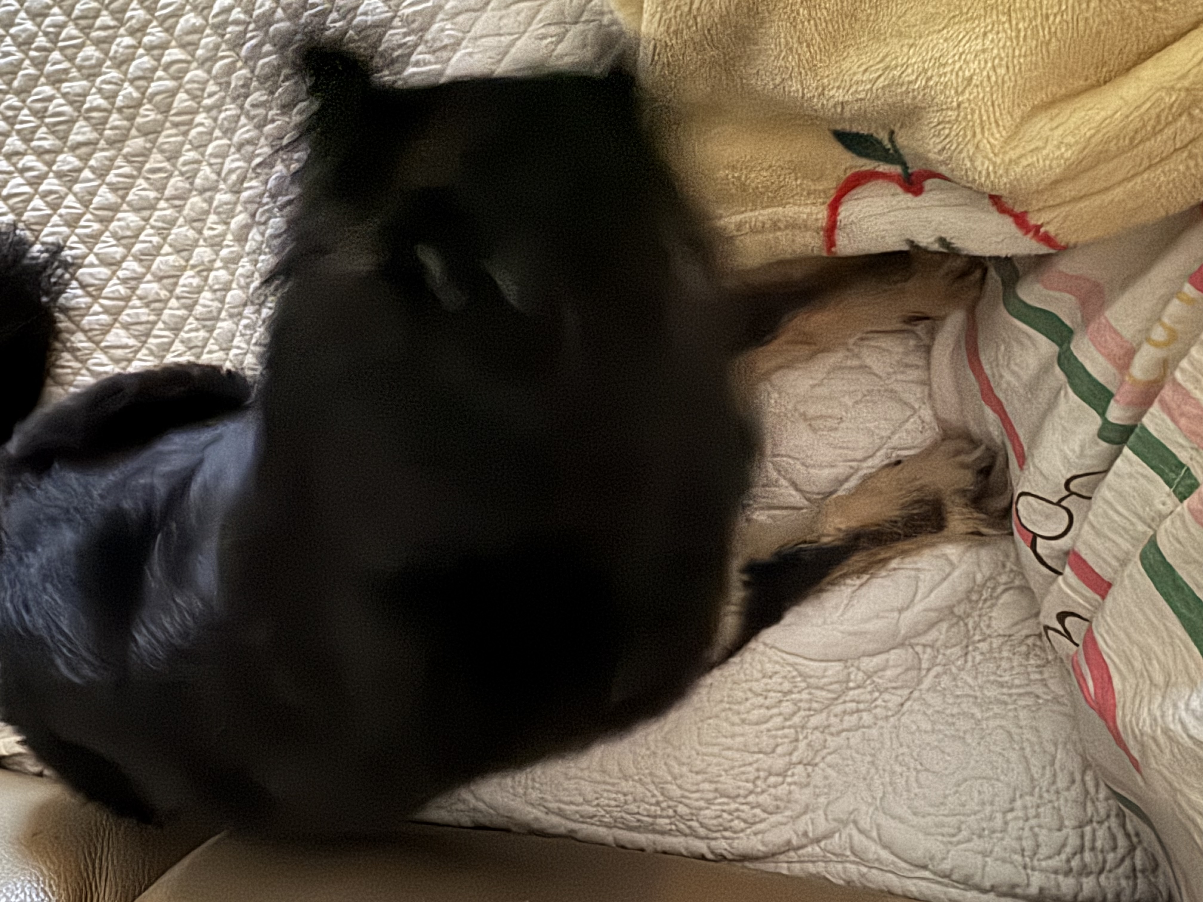 랩몬이 임보4개월차 소식 올립니다~^^