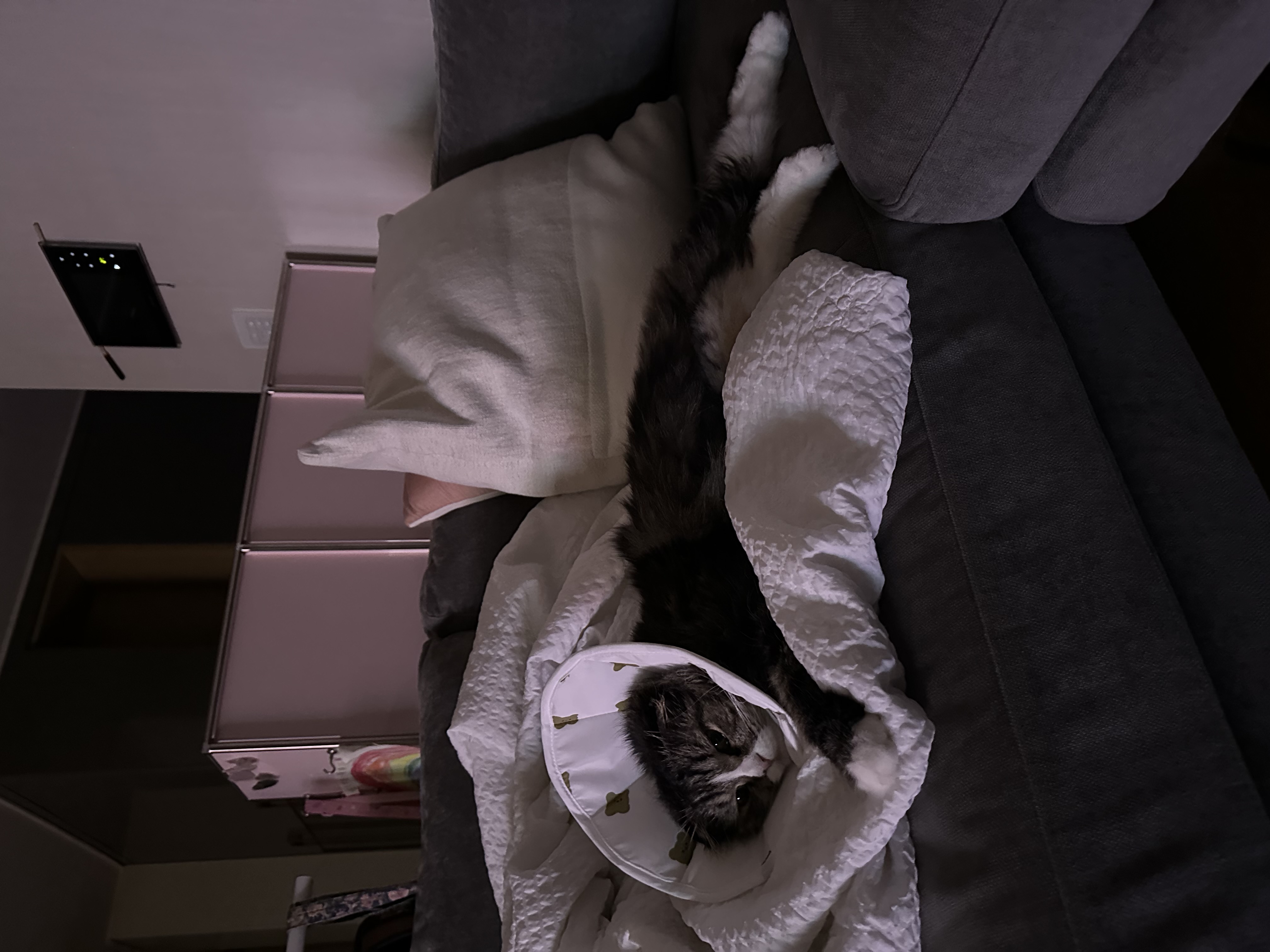 버터 입양 3개월차 후기(늦어서 정말 죄송합니다..)