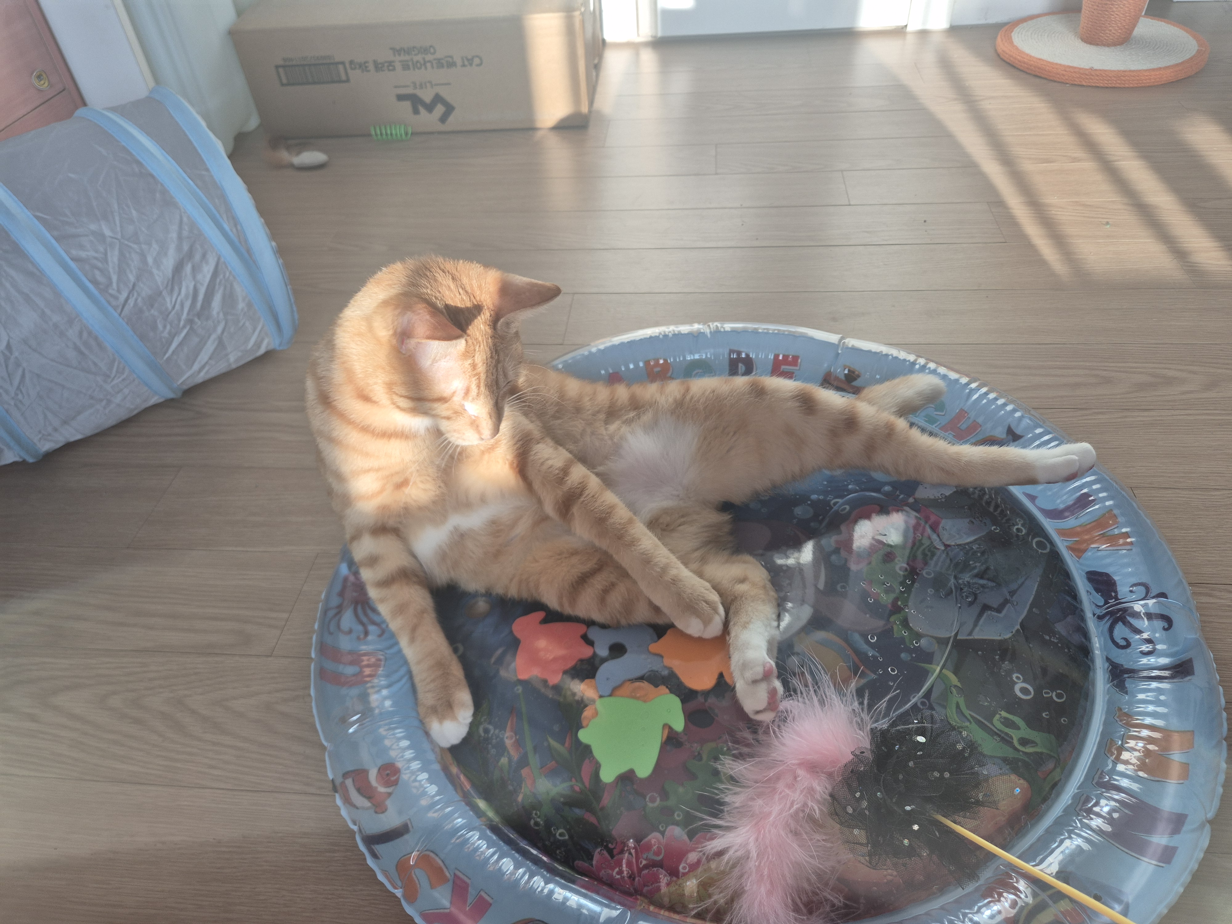 몽룡이가 된 소운이 입양 일주일차