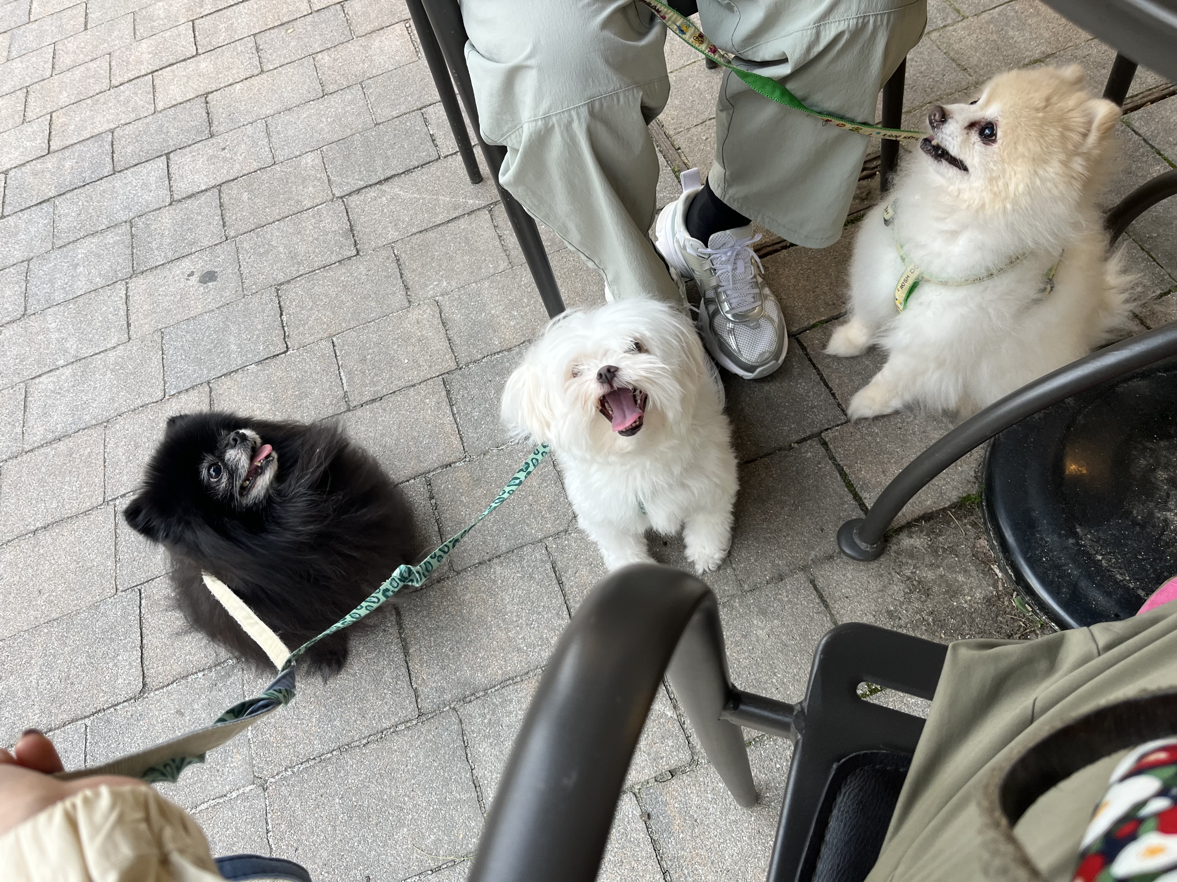 아츄 포리 코코네입니다!