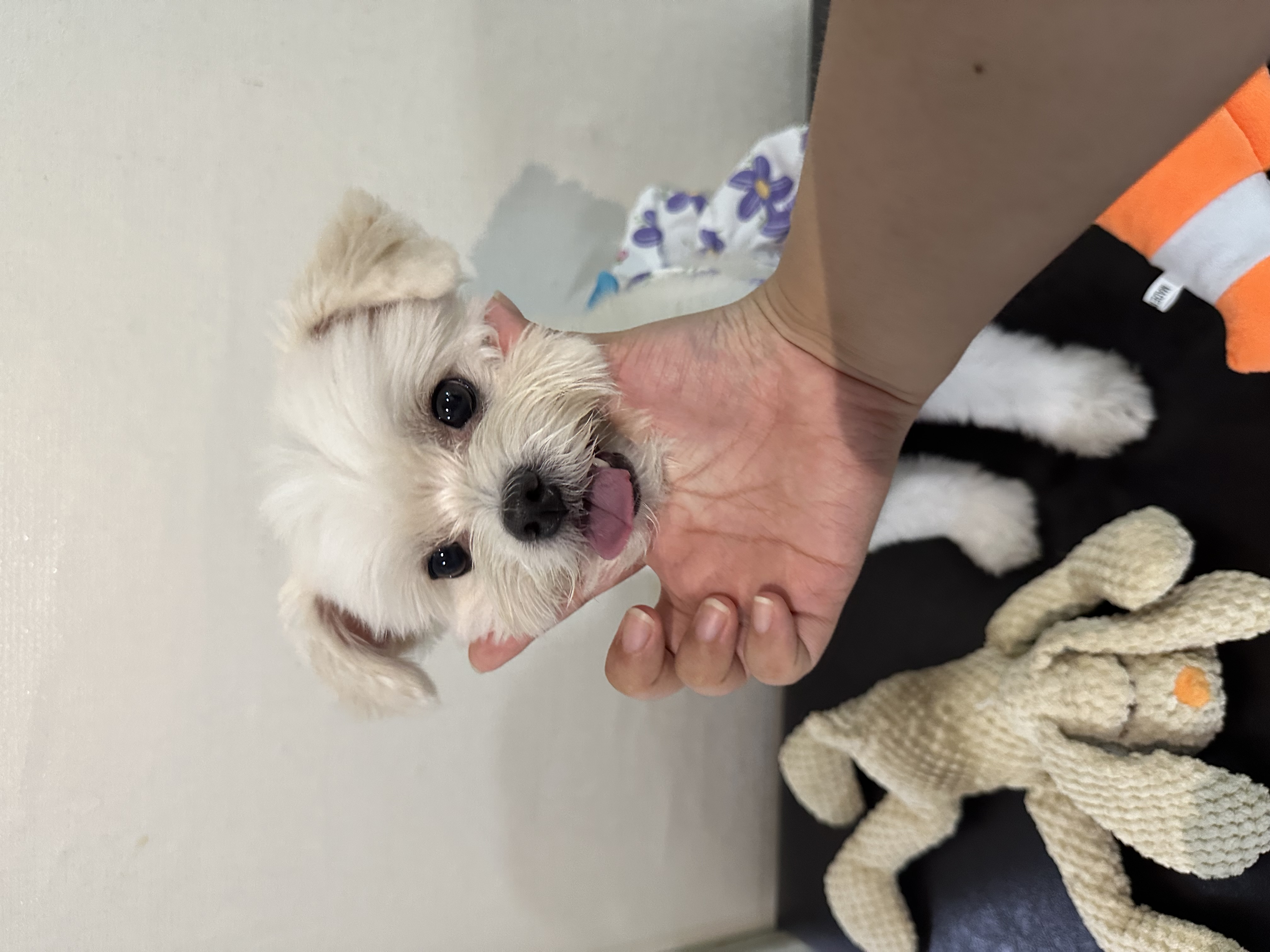 설기와 3년 잘 보내고 있습니다!!(구 오식이)