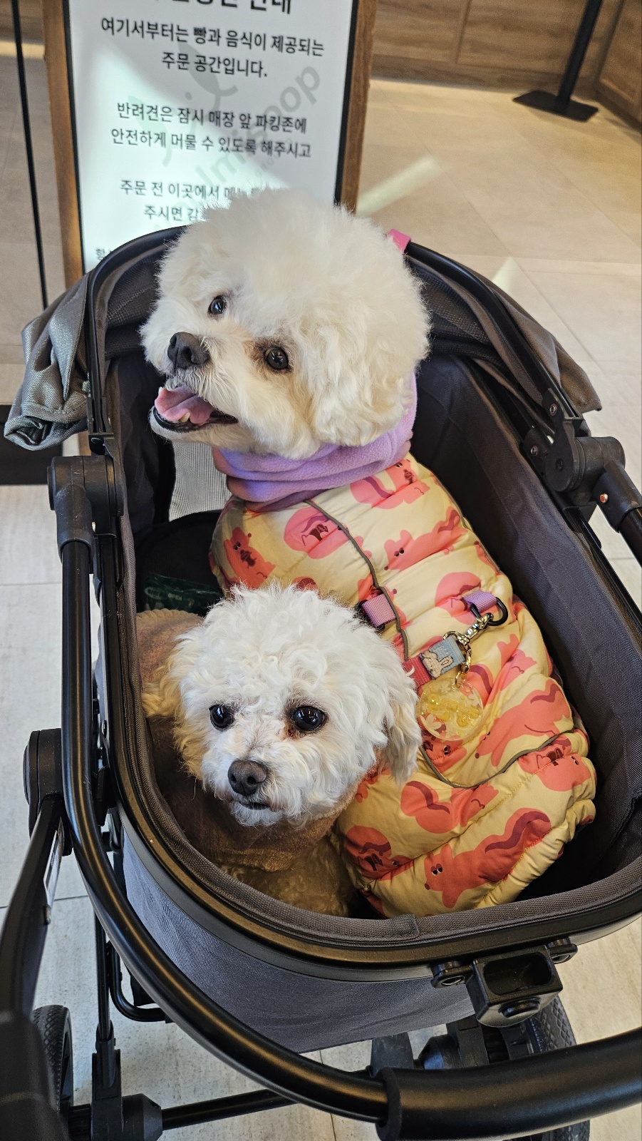 세나 임보 1달차