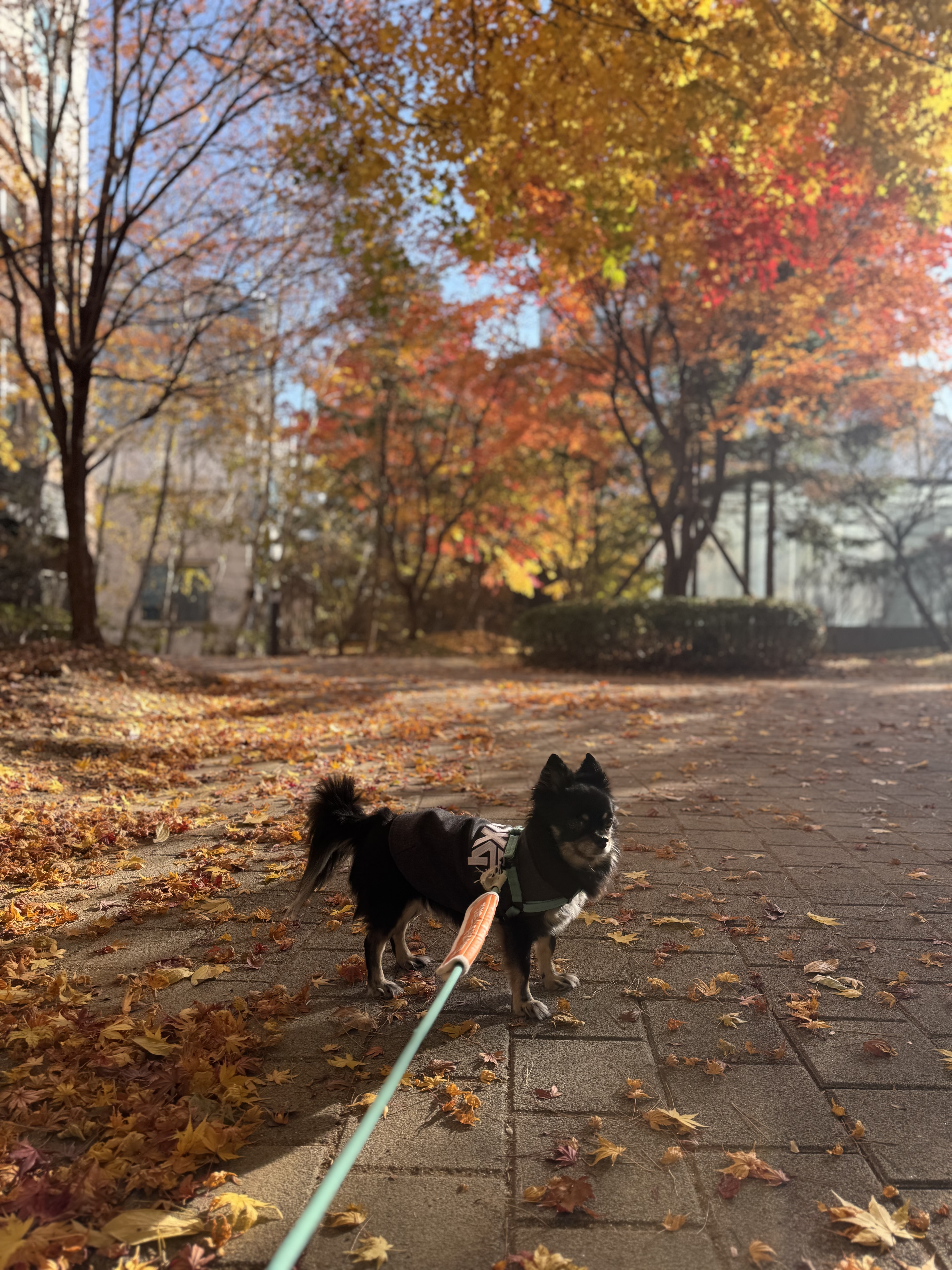 랩몬 소식 올려요~^^(임모7개월차)