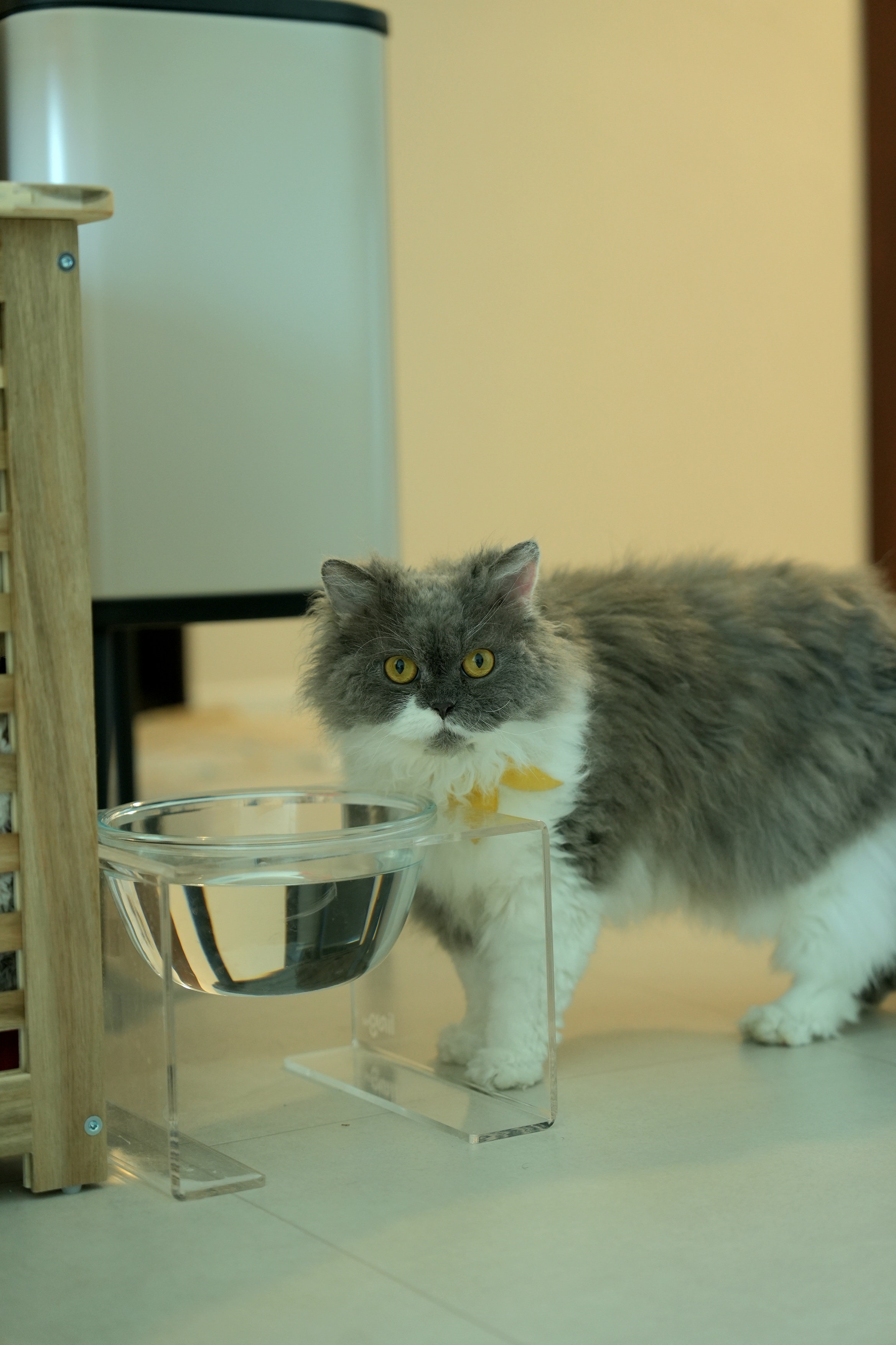 팡이(마포 영순이) 입양 2년차네요~